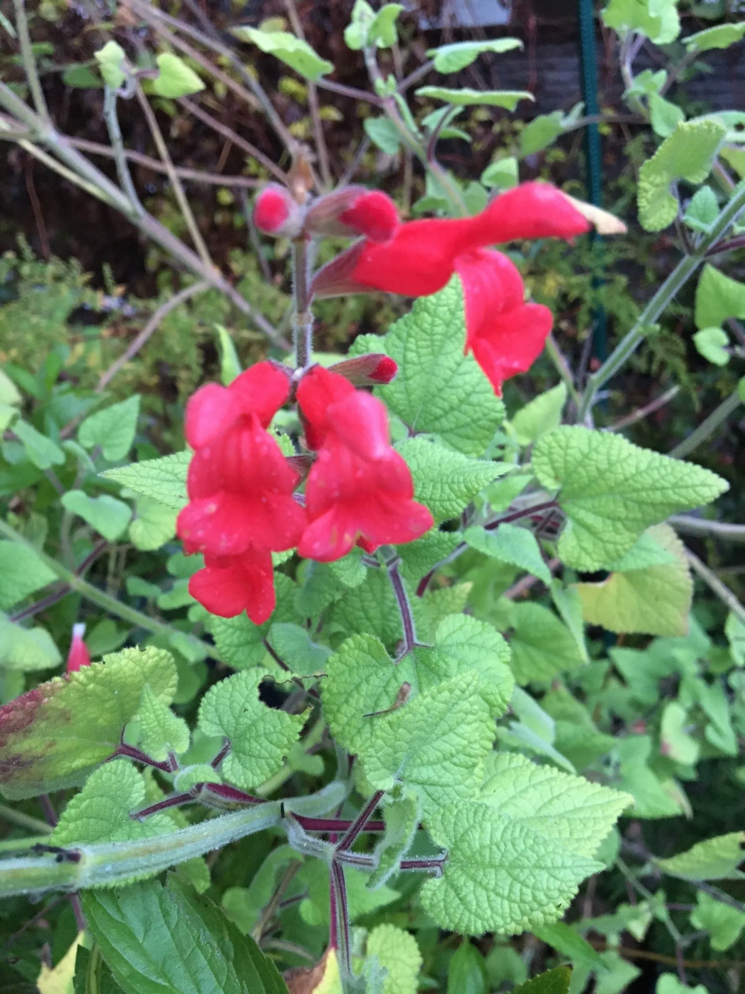 Lipstick Spreading Sage (Salvia Darcyi) — scientifically known as Salvia darcyi; this drought-tolerant sage prefers well-drained soil and, once established