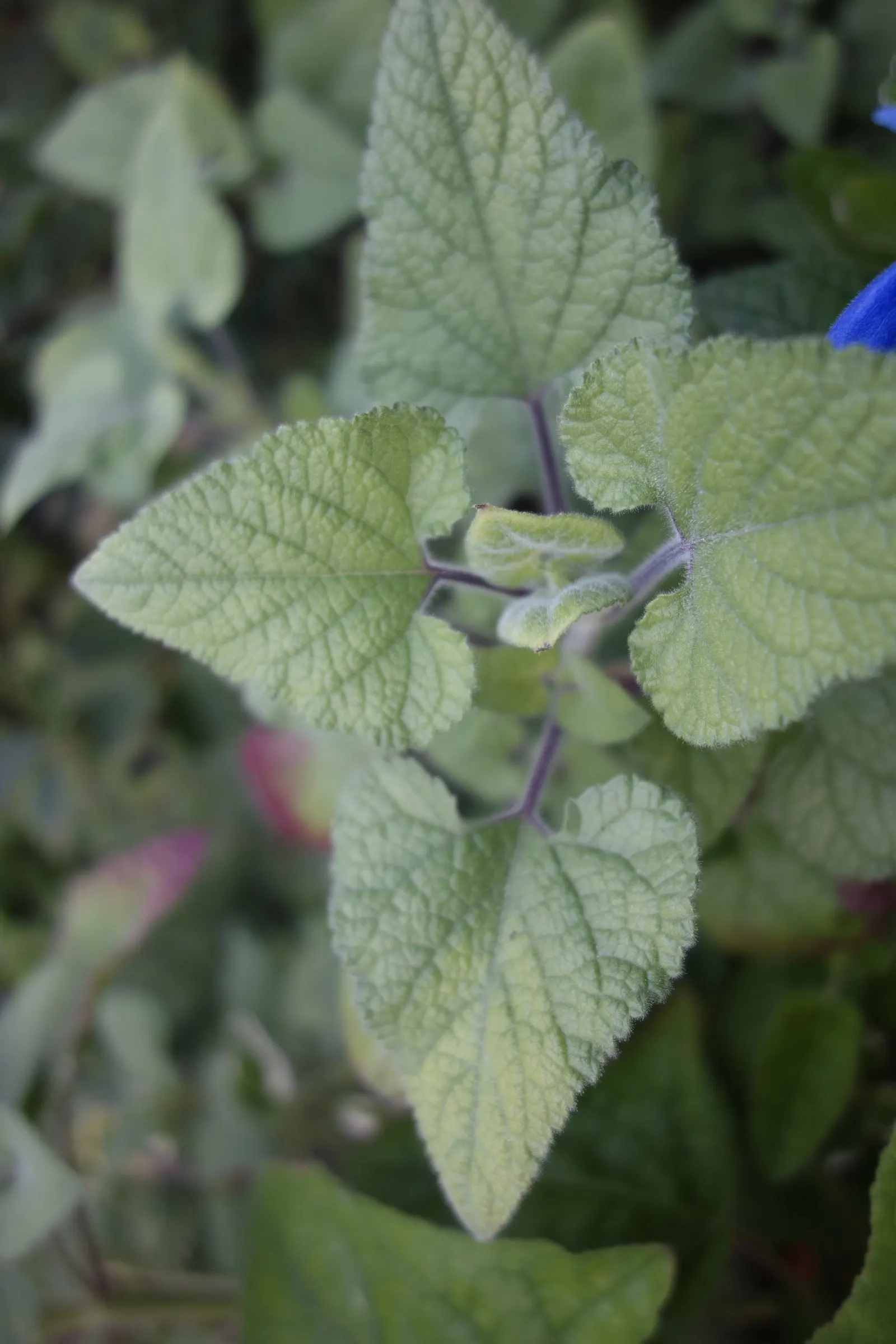 Lipstick Spreading Sage (Salvia Darcyi) — perennial / shrub for full