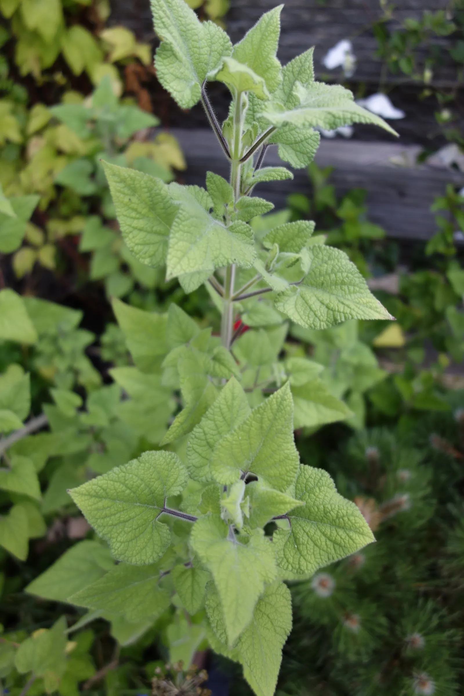 Lipstick Spreading Sage (Salvia Darcyi) — especially when deadheaded regularly
