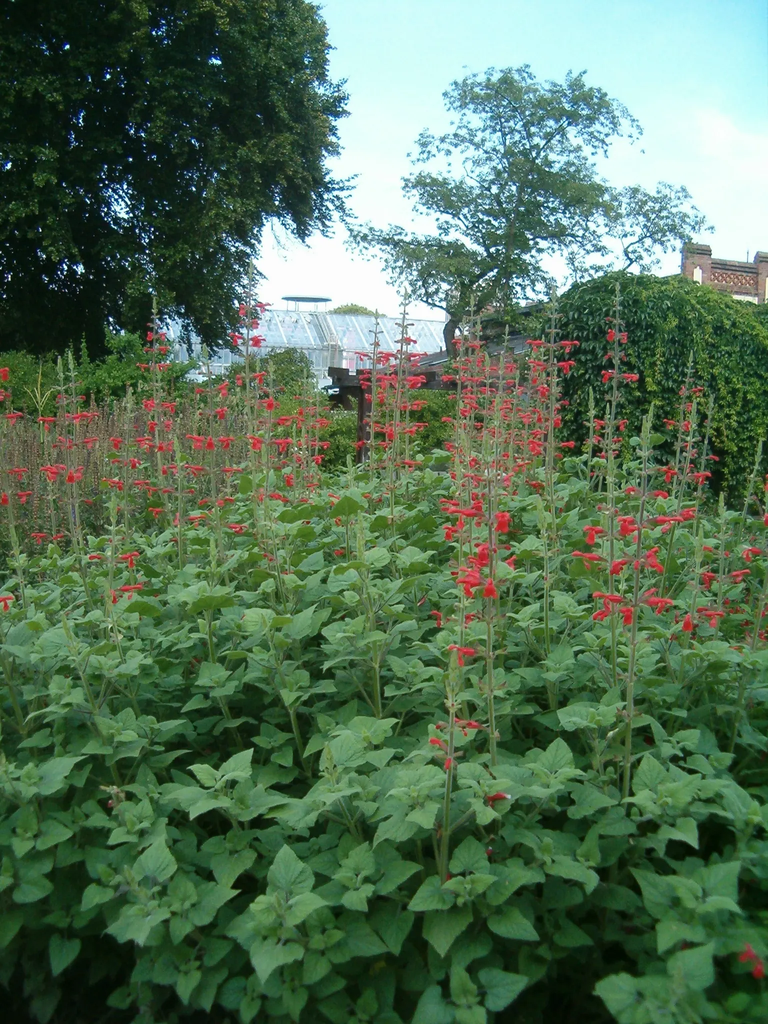 Lipstick Spreading Sage (Salvia Darcyi) — it thrives in full sun to part shade and reaches 3-4 feet in height with a 2-3 foot spread