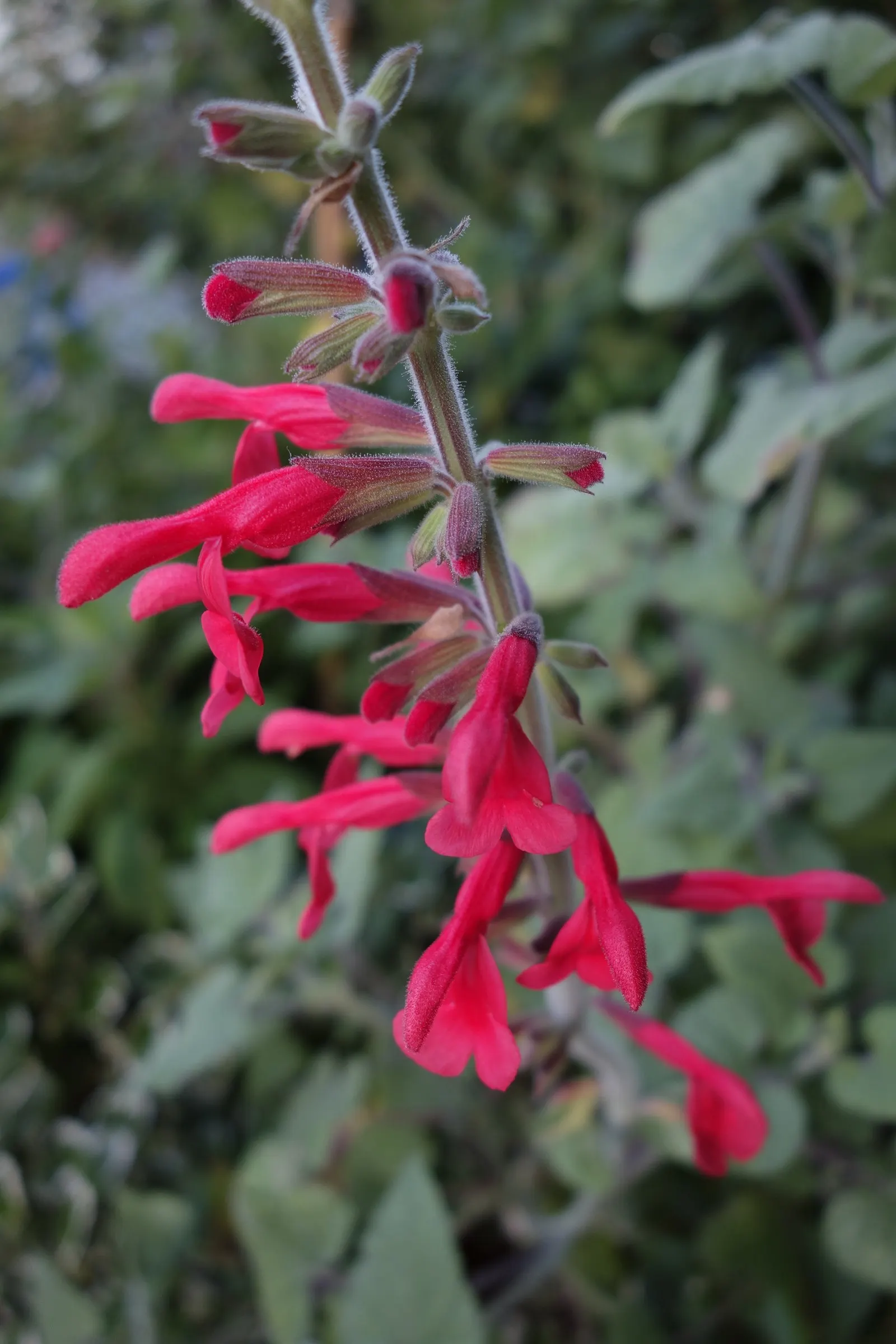 Lipstick Spreading Sage (Salvia Darcyi) — Its striking color and tubular flowers attract hummingbirds; presents a vibrant addition to any landscape with its