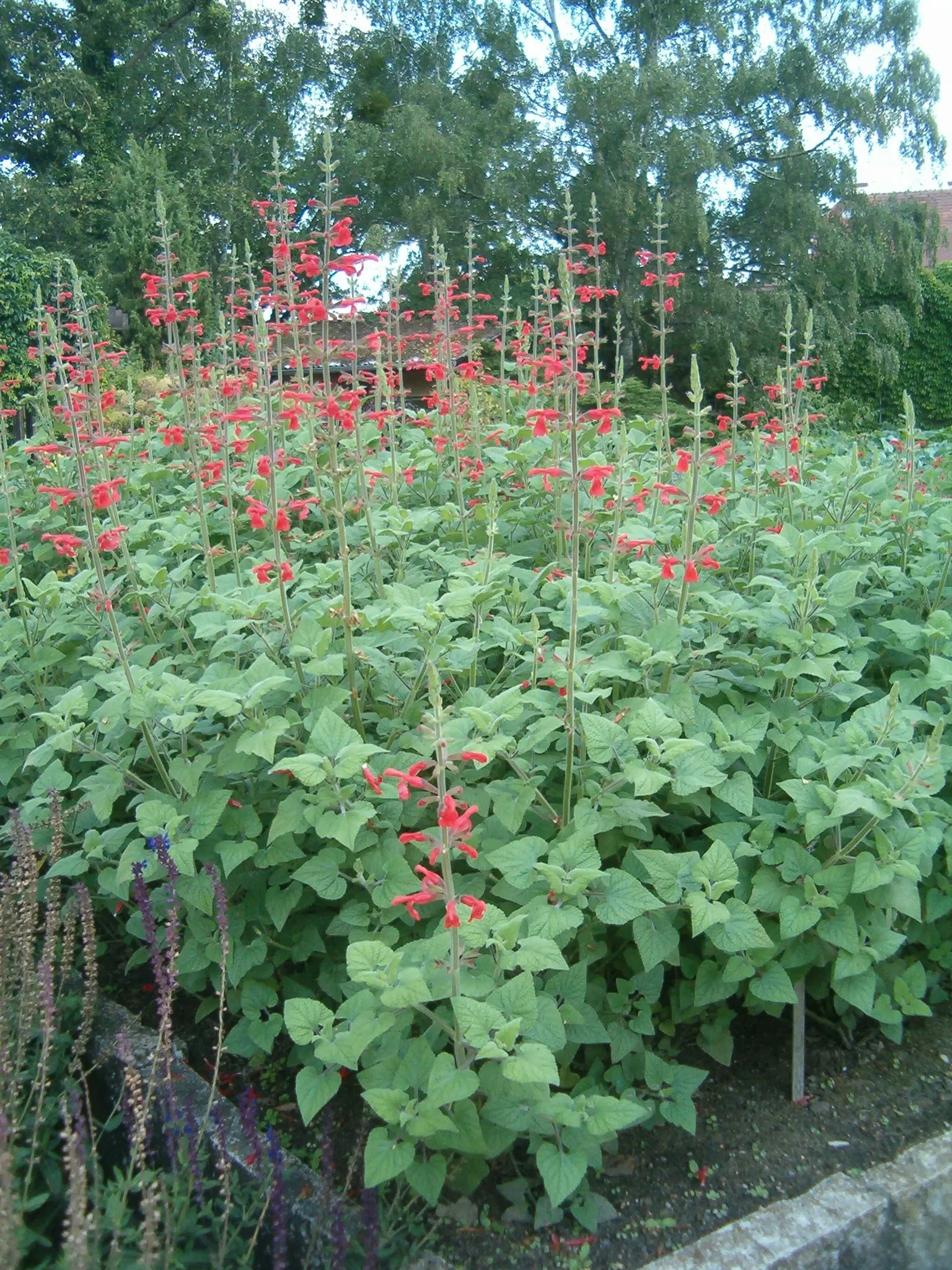 Lipstick Spreading Sage (Salvia Darcyi) — This perennial sage is native to the high-altitude regions of Mexico
