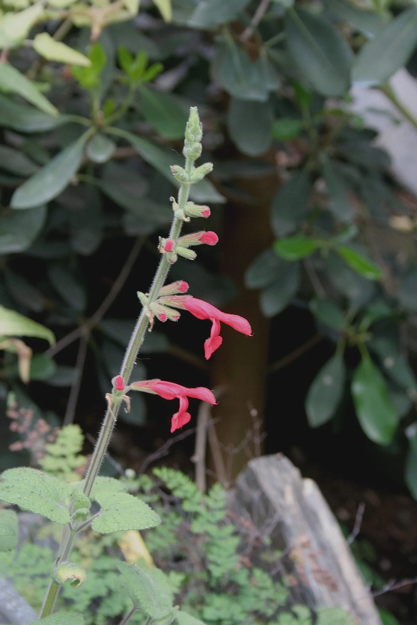 Lipstick Spreading Sage (Salvia Darcyi) — The Salvia darcyi, known as Lipstick Spreading Sage, is a perennial boasting radiant red blooms; its striking color