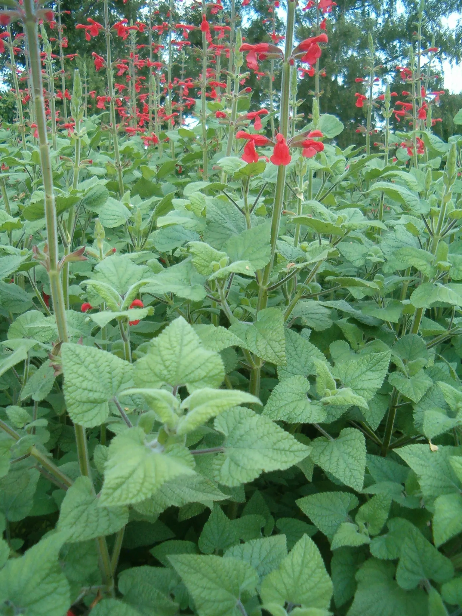 Lipstick Spreading Sage (Salvia Darcyi) — making it a vibrant addition to pollinator gardens