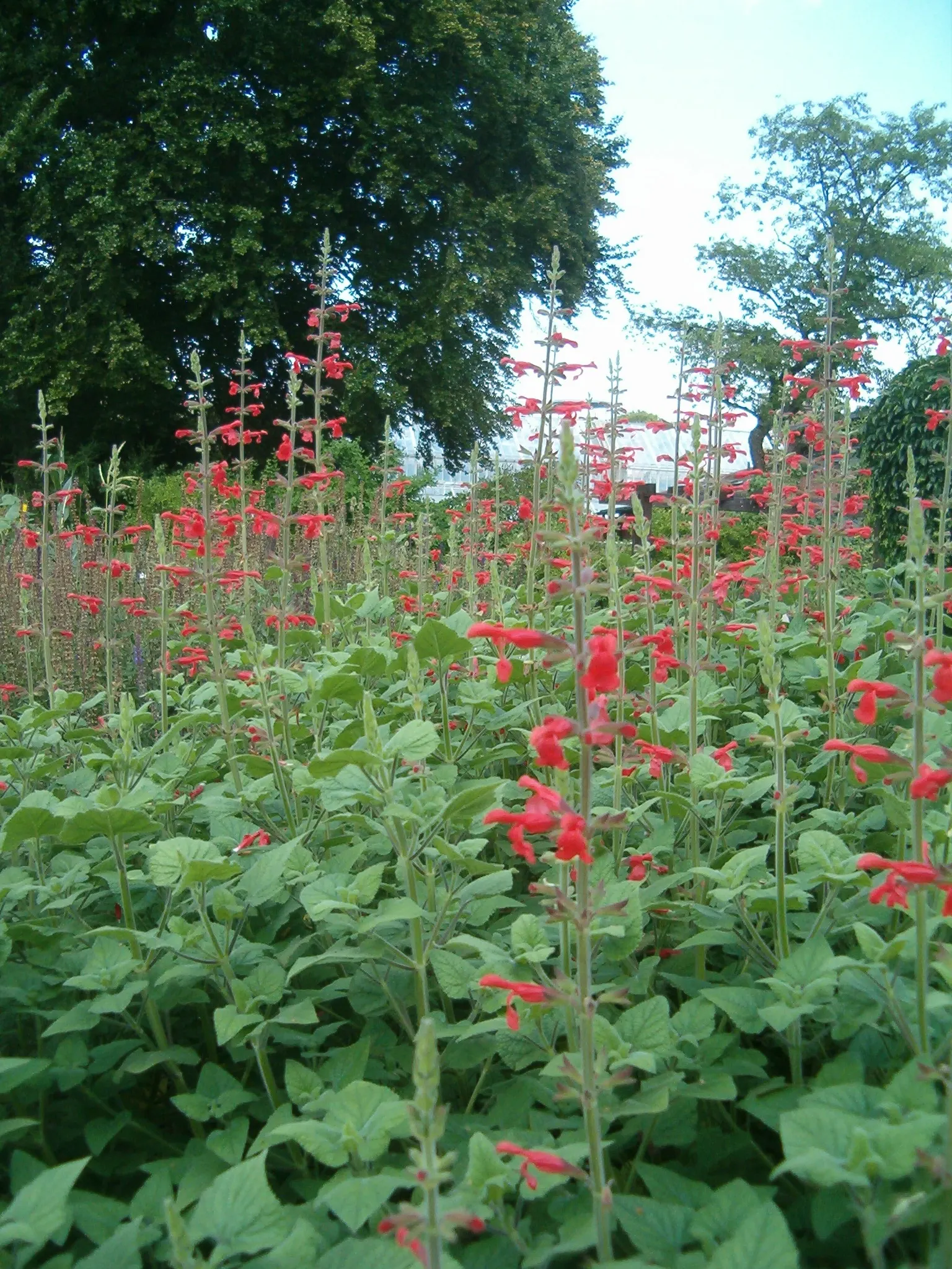 Lipstick Spreading Sage (Salvia Darcyi) — Its striking color and tubular flowers attract hummingbirds