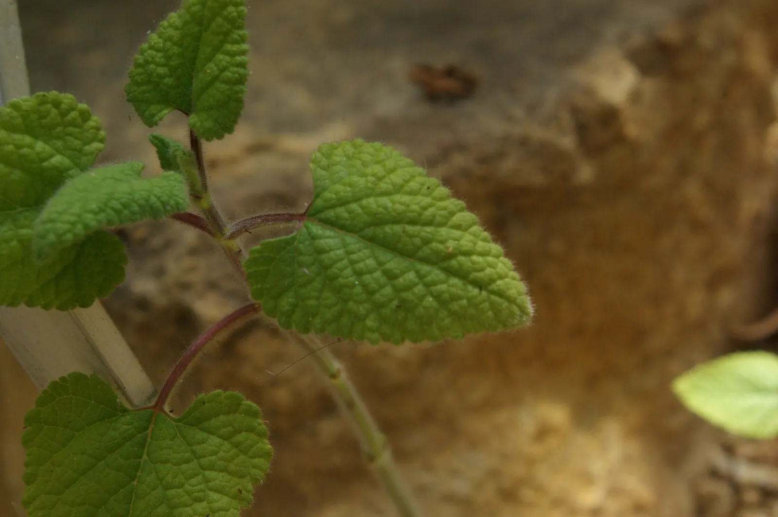 Lipstick Spreading Sage (Salvia Darcyi) — It is characterized by its erect