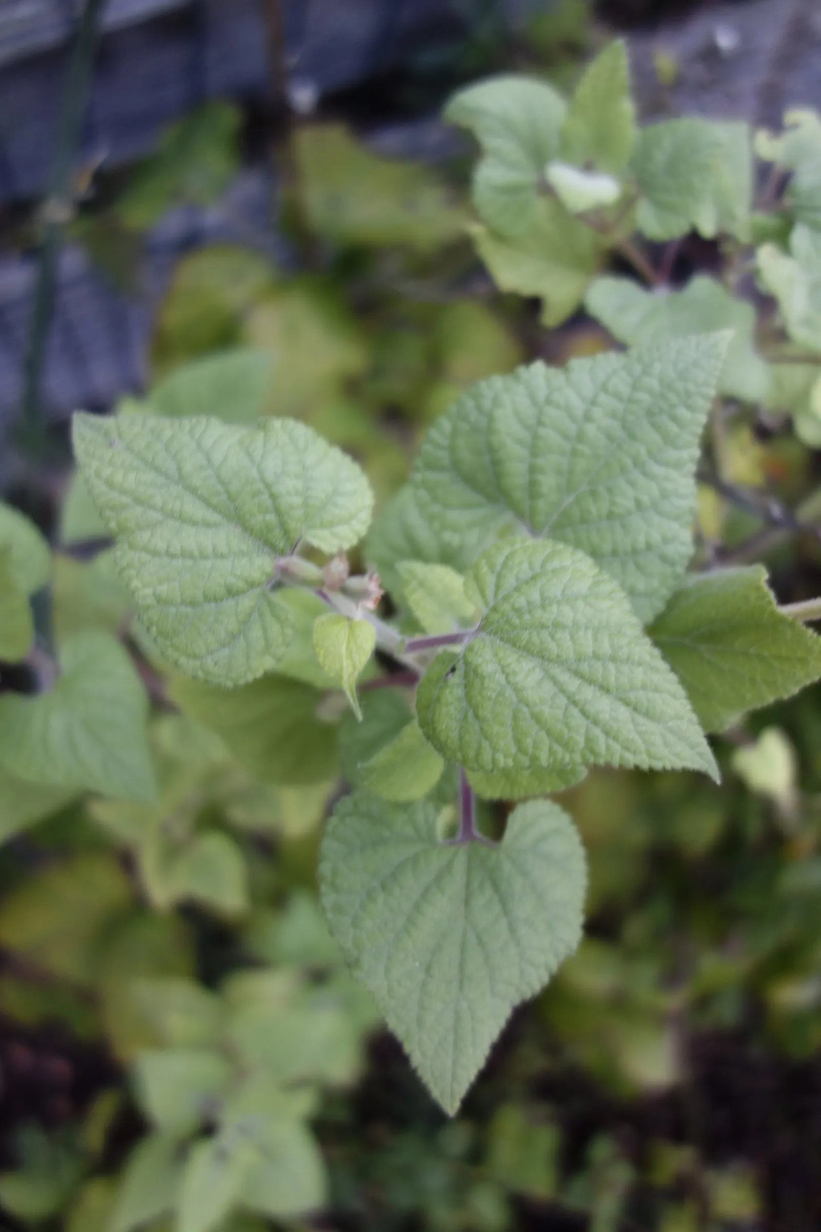 Lipstick Spreading Sage (Salvia Darcyi) — The plant is drought-tolerant once established