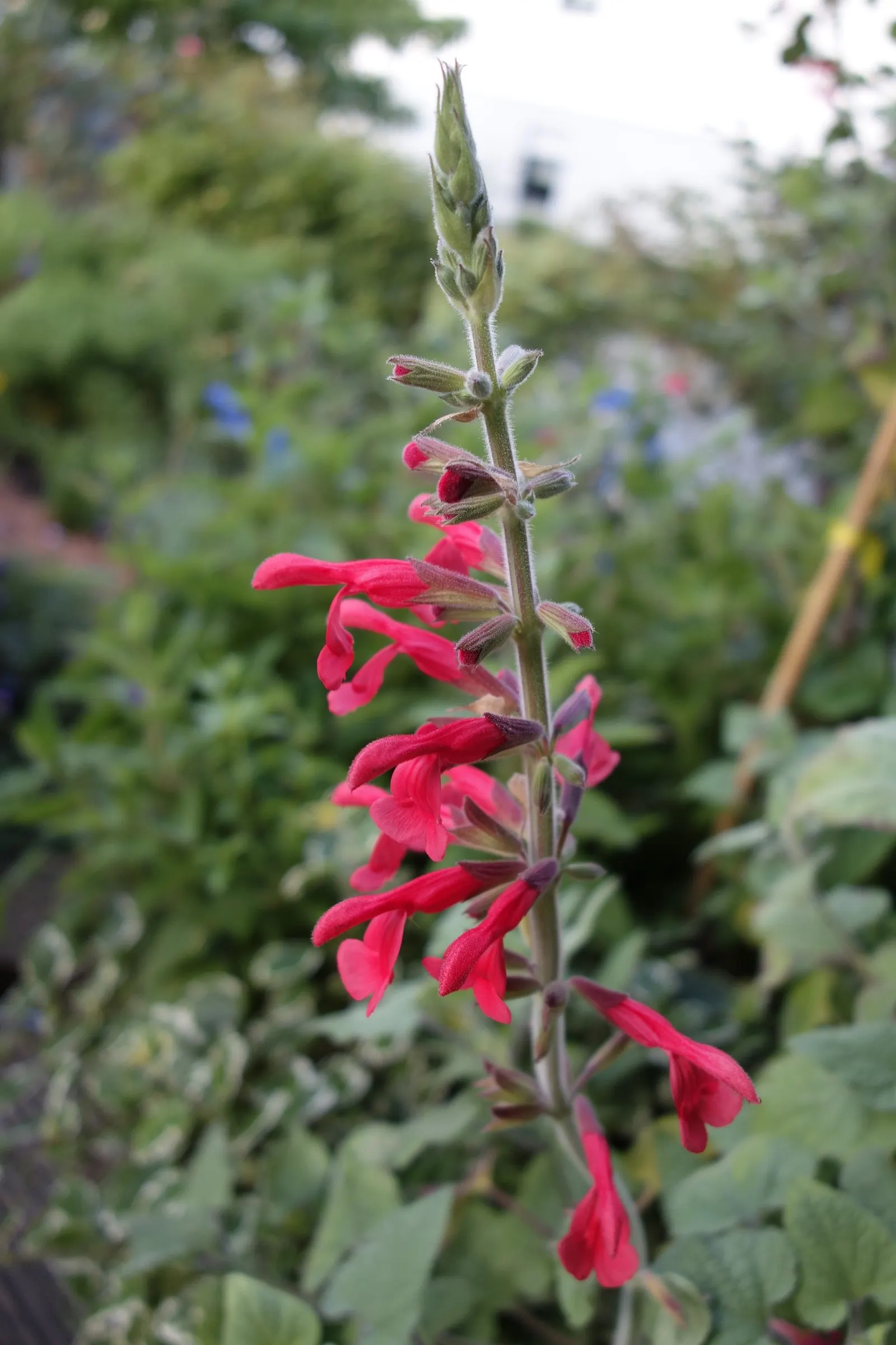 Lipstick Spreading Sage (Salvia Darcyi) — it thrives in full sun to part shade and reaches 3-4 feet in height with a 2-3 foot spread; it is characterized by