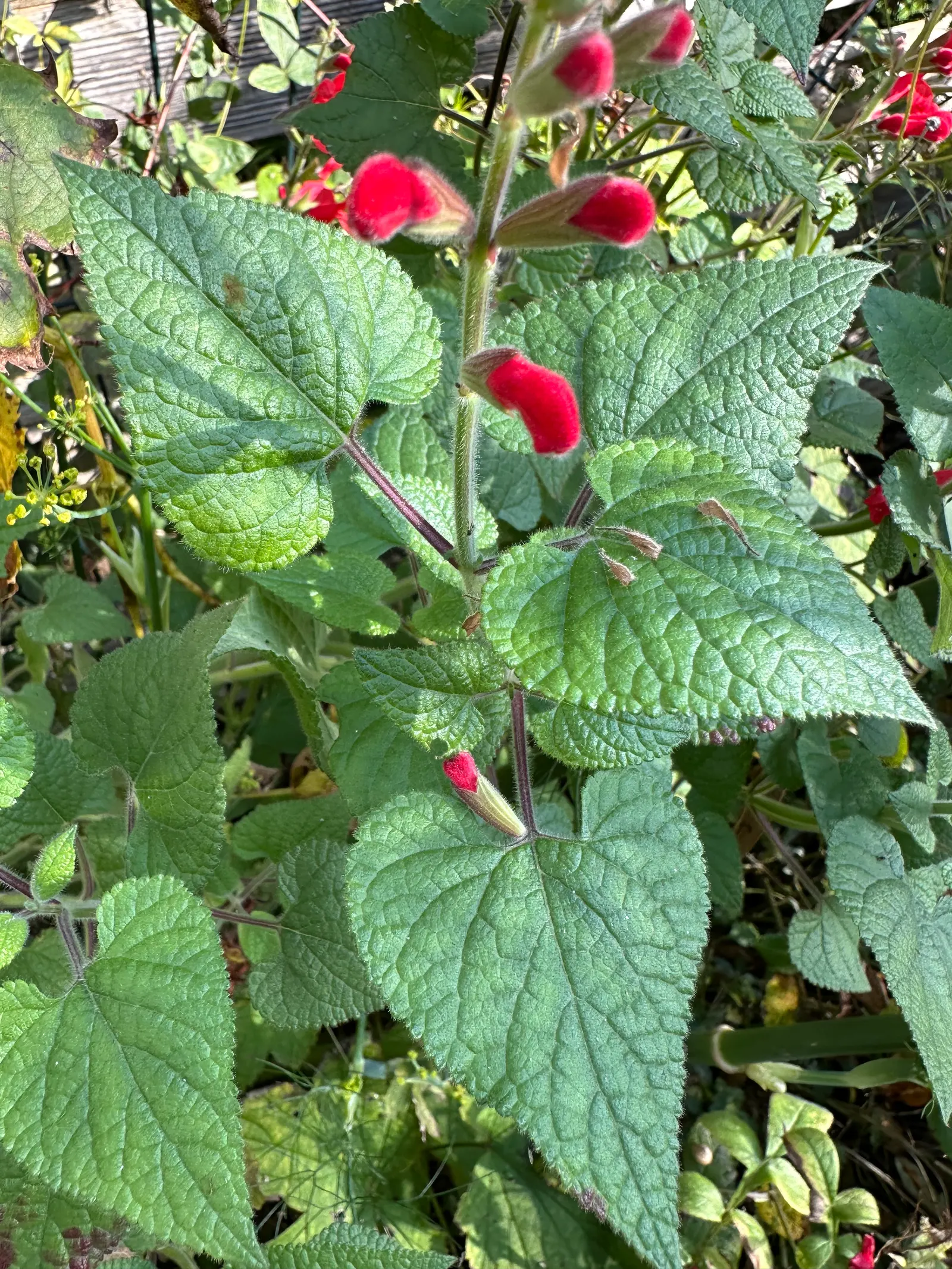 Lipstick Spreading Sage (Salvia Darcyi) — making it an excellent choice for wildlife gardens