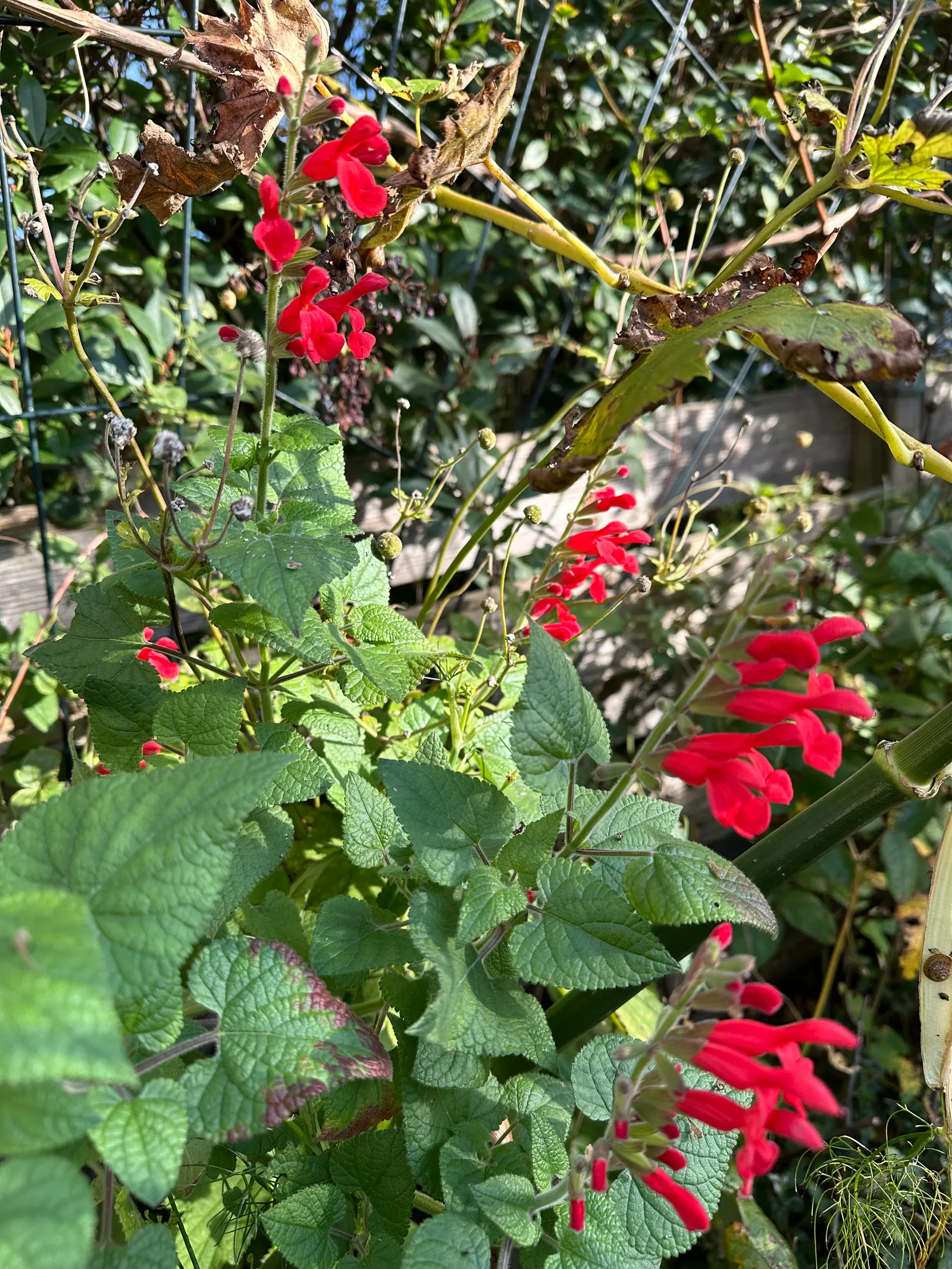 Lipstick Spreading Sage (Salvia Darcyi) — hence it can withstand a variety of conditions