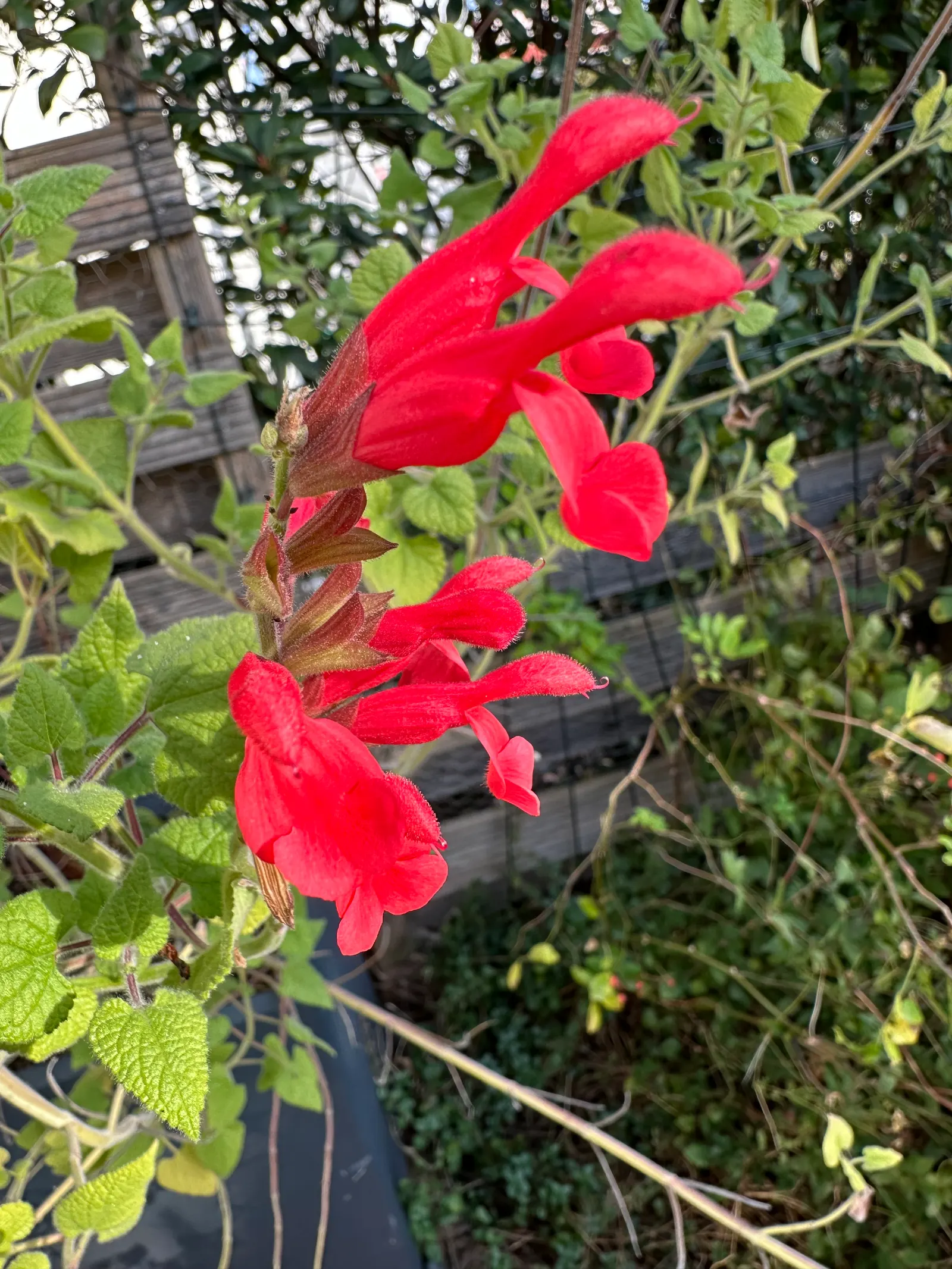 Lipstick Spreading Sage (Salvia Darcyi) — square stems clothed in aromatic