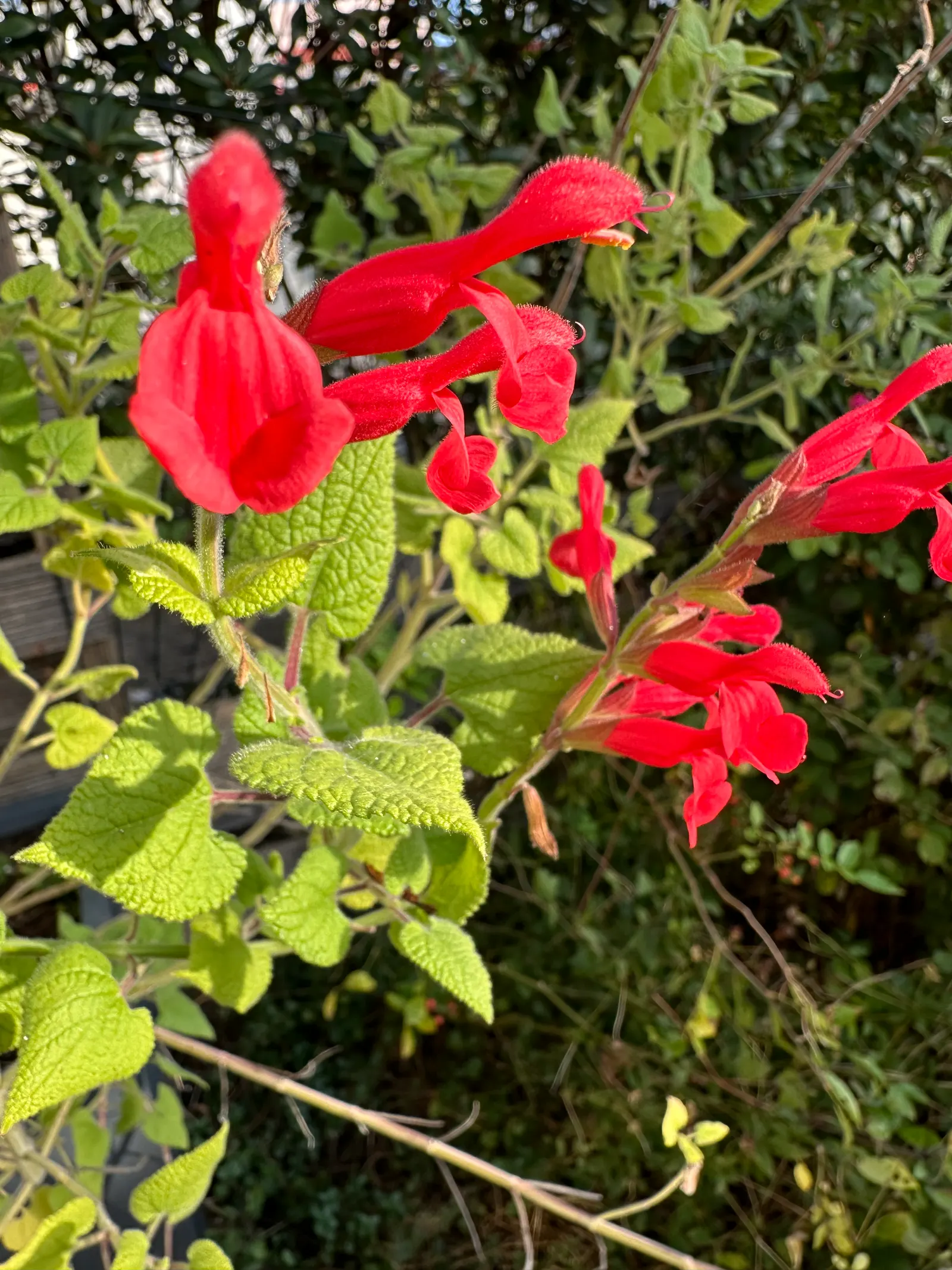 Lipstick Spreading Sage (Salvia Darcyi) — This drought-tolerant sage prefers well-drained soil and, once established, requires minimal care