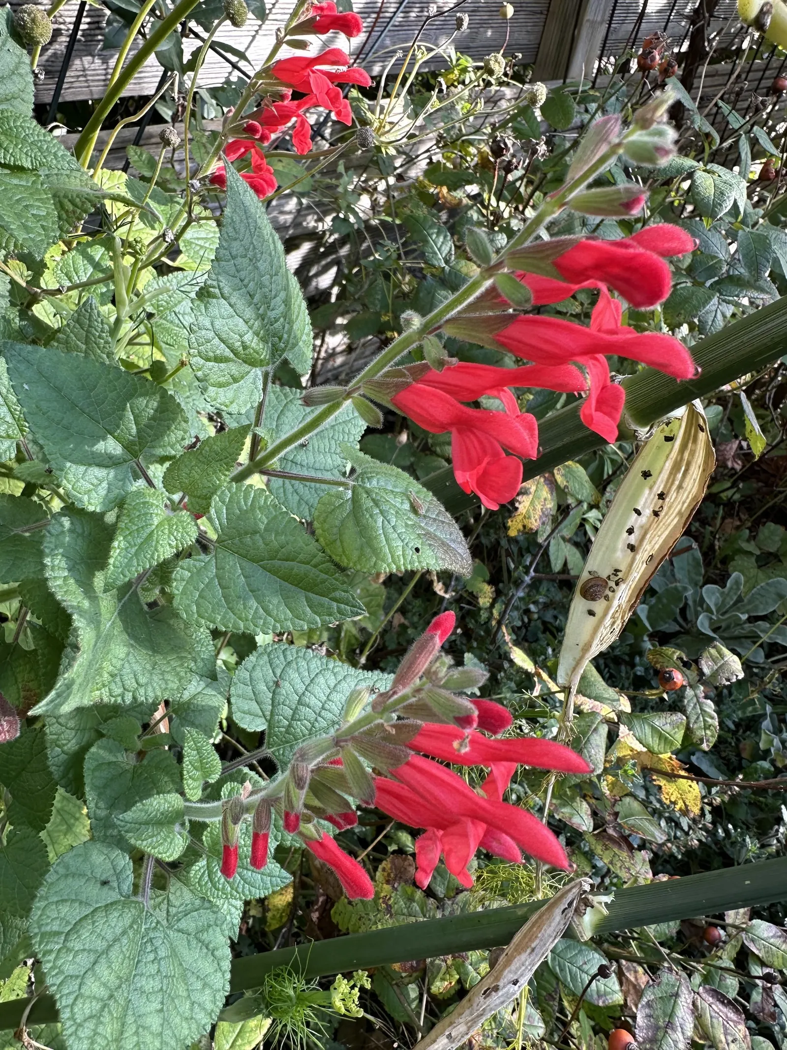 Lipstick Spreading Sage (Salvia Darcyi) — requiring minimal supplemental watering