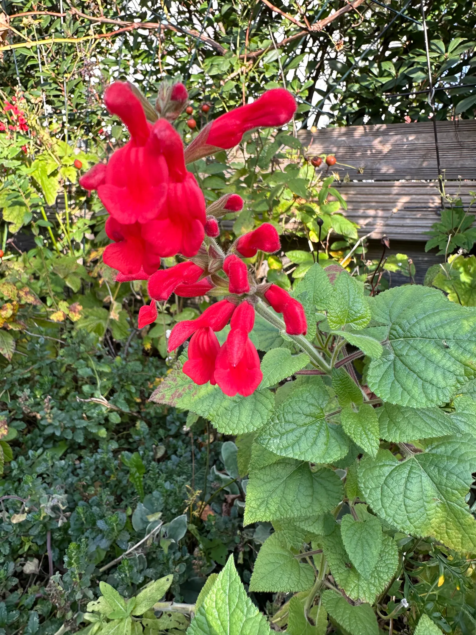 Lipstick Spreading Sage (Salvia Darcyi) — It boasts a long blooming period from midsummer through the fall