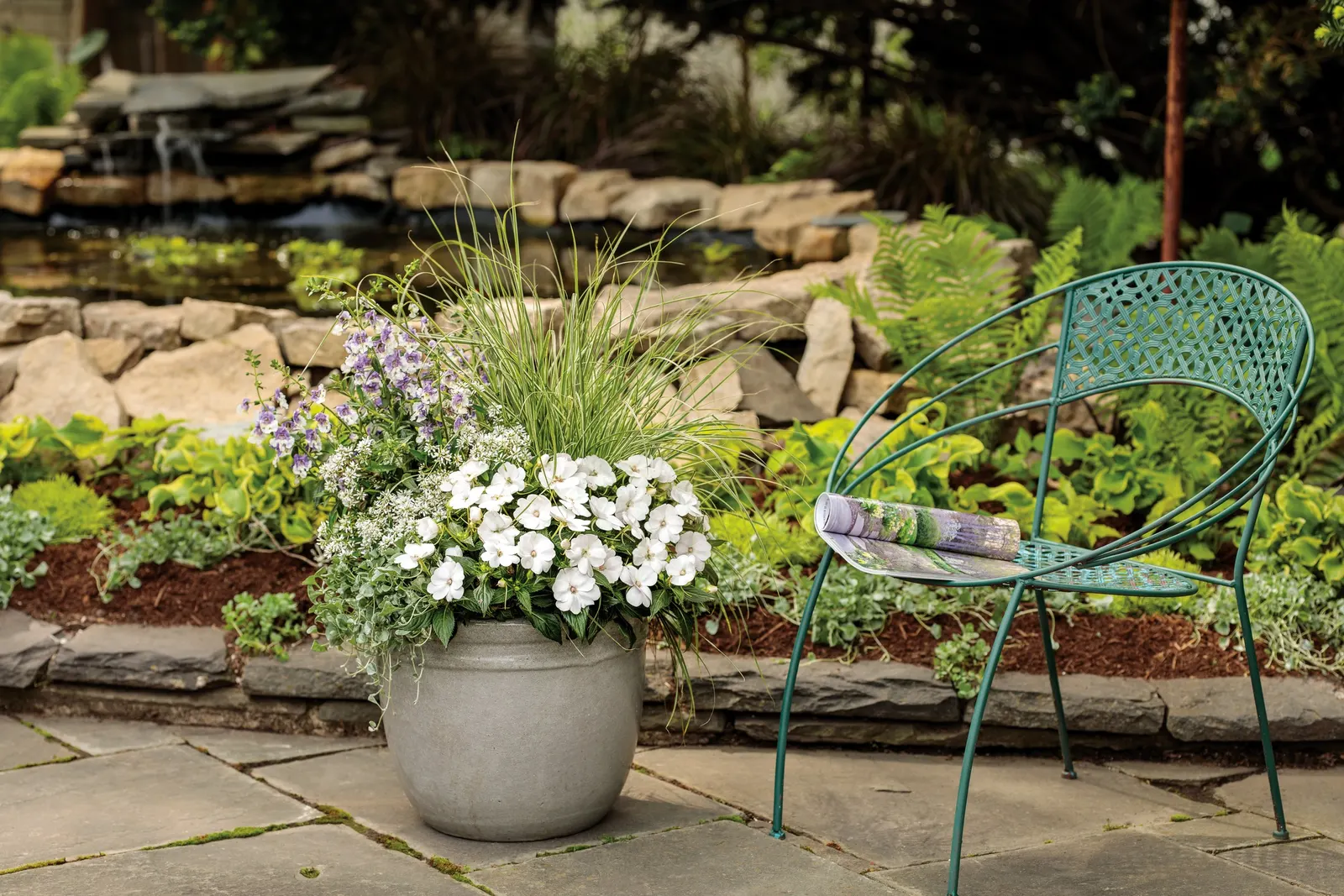 Wedgwood Blue III Summer Snapdragon (Angelonia) — It thrives in full sun, average soil, and average water, with no deadheading needed