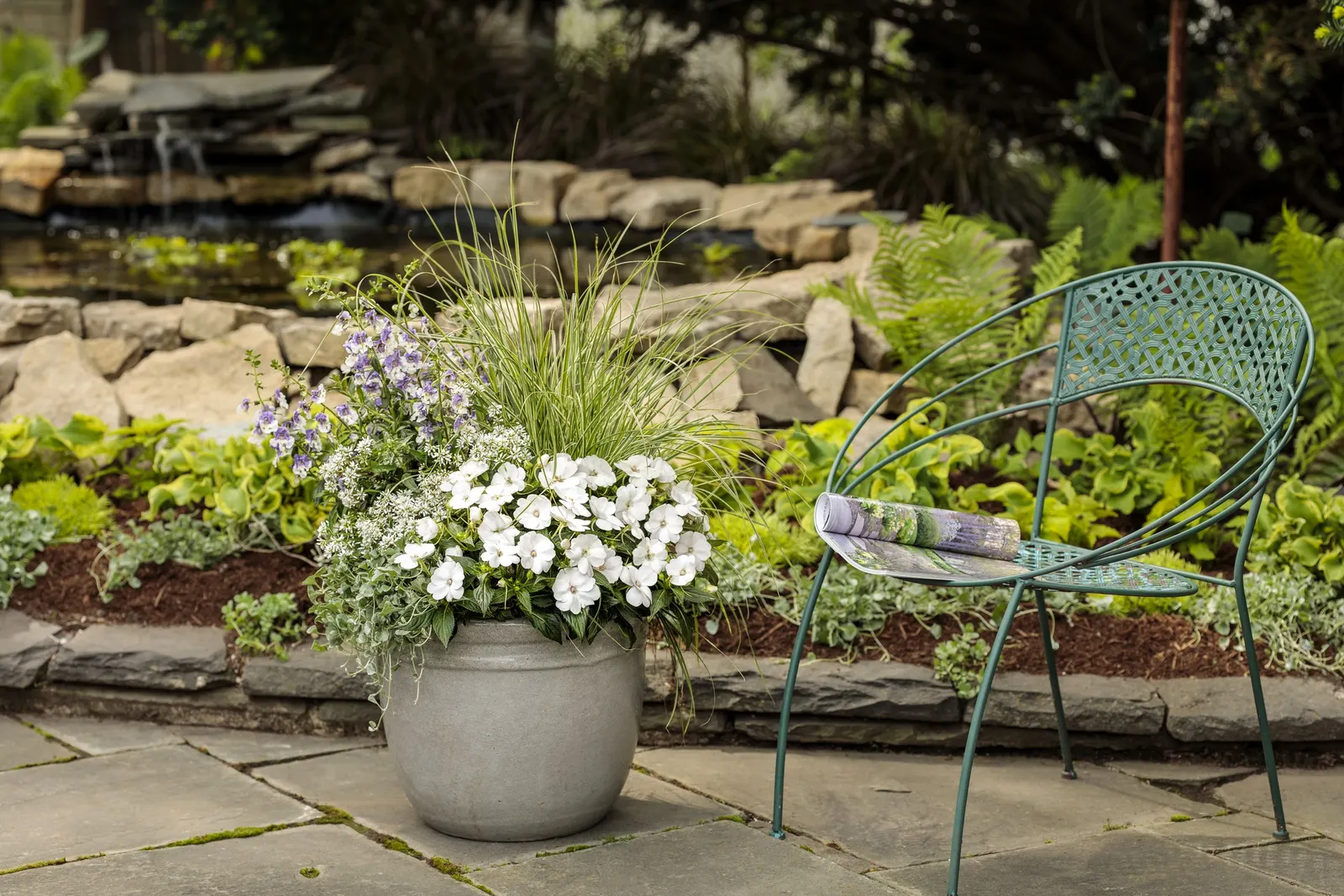 Angelface® Wedgwood Blue (Angelonia hybrid) — The Angelonia Angelface&reg; Wedgewood Blue is a vibrant perennial with vertical growth