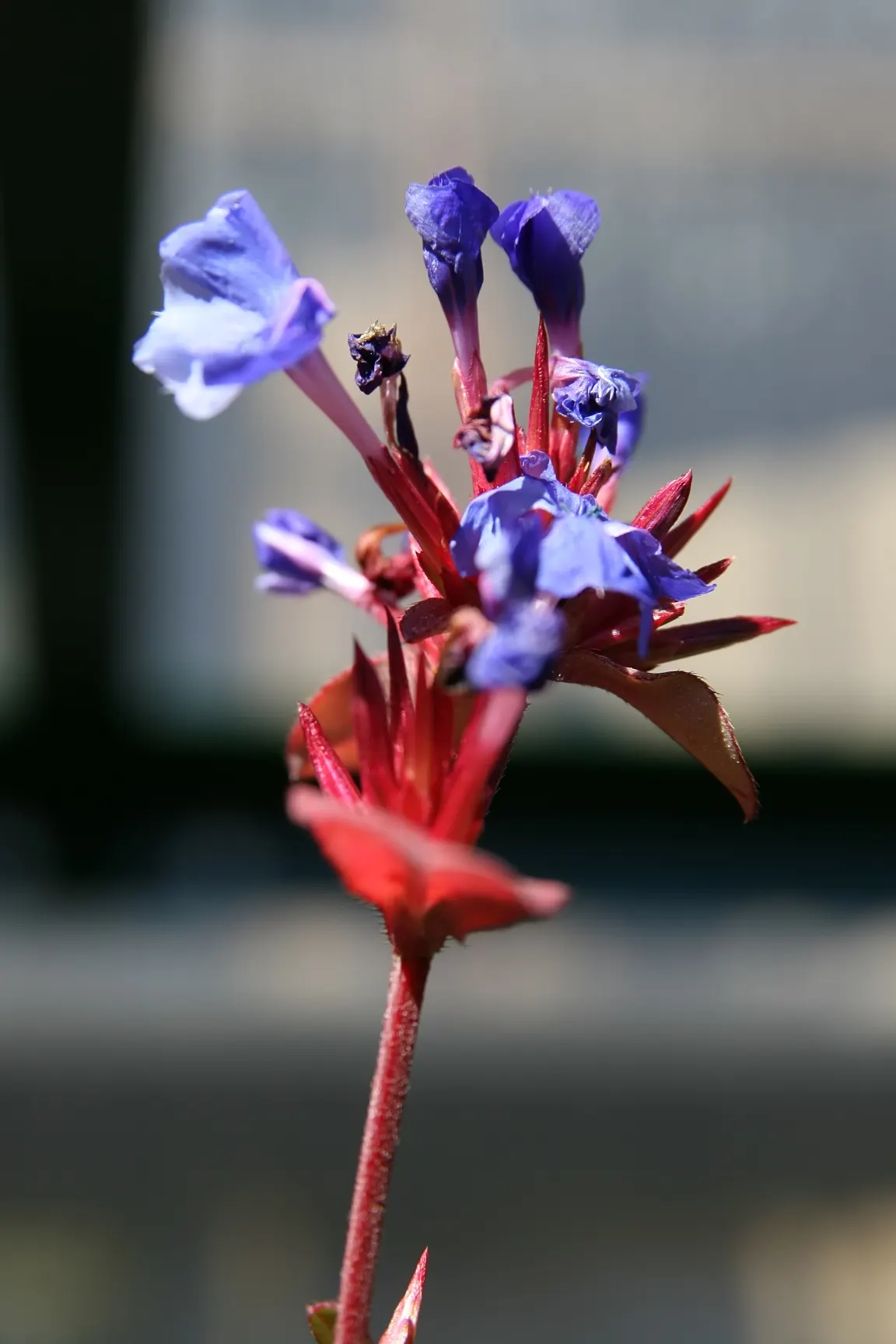 Dwarf Plumbago (Ceratostigma Plumbaginoides) — deep blue flowers which are in striking contrast with its bronzy green to reddish foliage; it, image 48