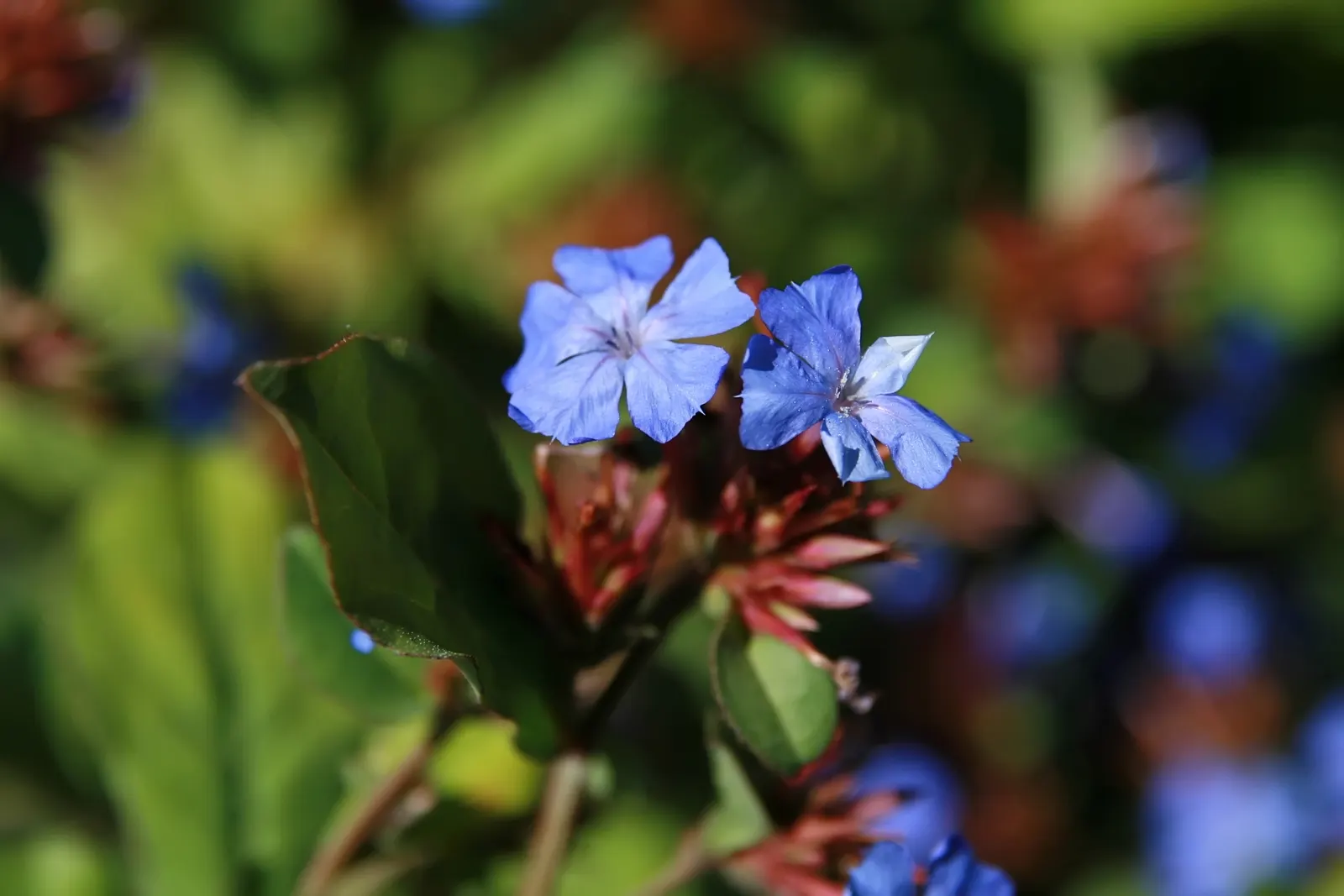 Dwarf Plumbago (Ceratostigma Plumbaginoides) — the Dwarf Plumbago can fit snugly within the front of a border or along walkways; low-growing, image 50
