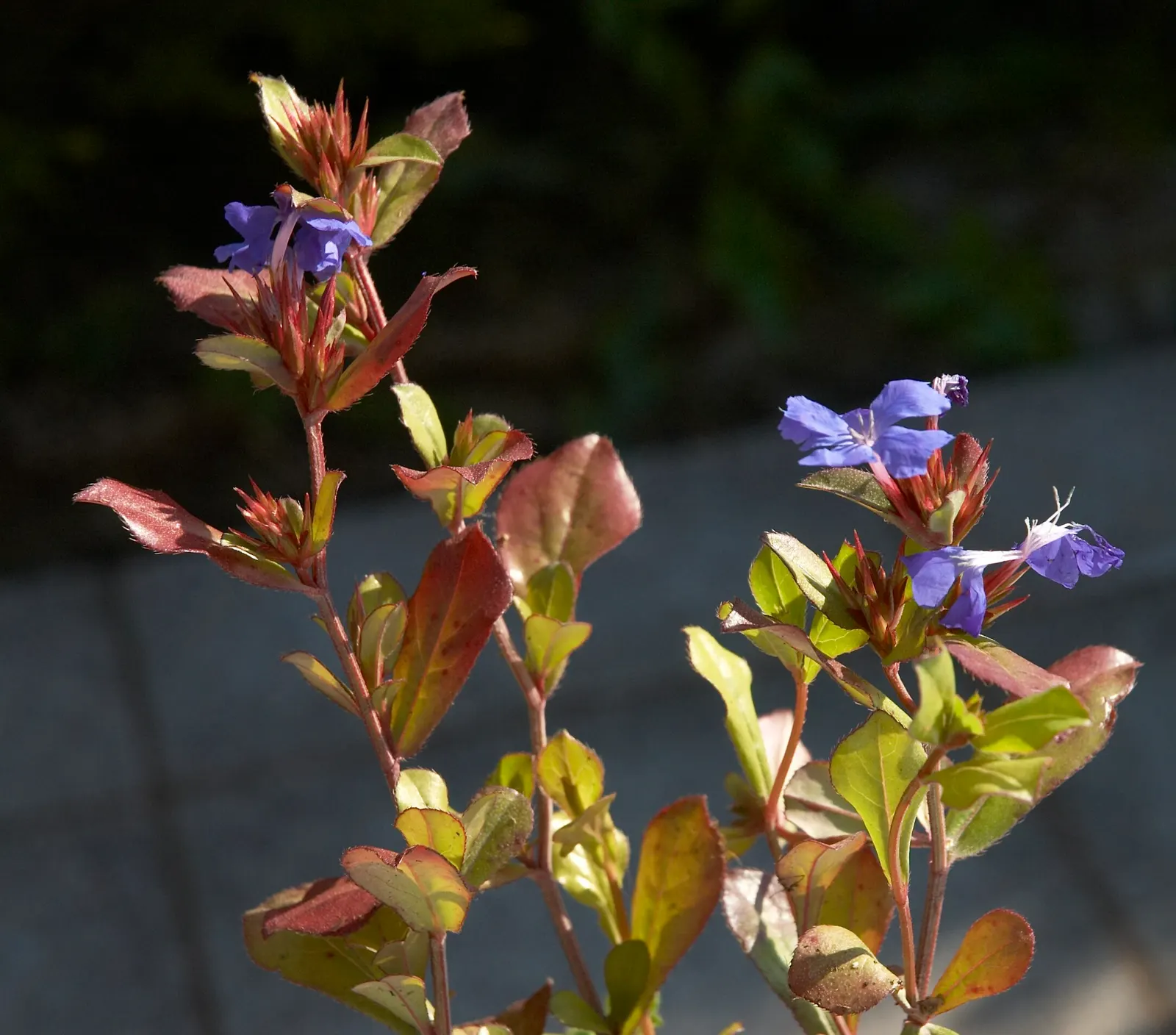 Dwarf Plumbago (Ceratostigma Plumbaginoides) — While tolerant of light foot traffic; as the foliage transitions to a bronzed purple