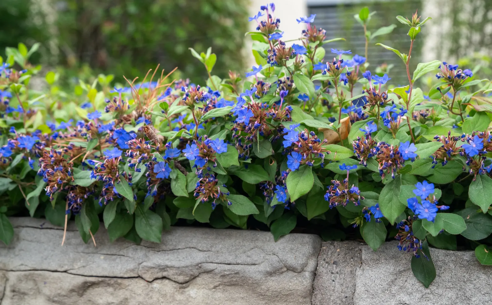 Dwarf Plumbago (Ceratostigma Plumbaginoides) — ground cover / perennial for full or half