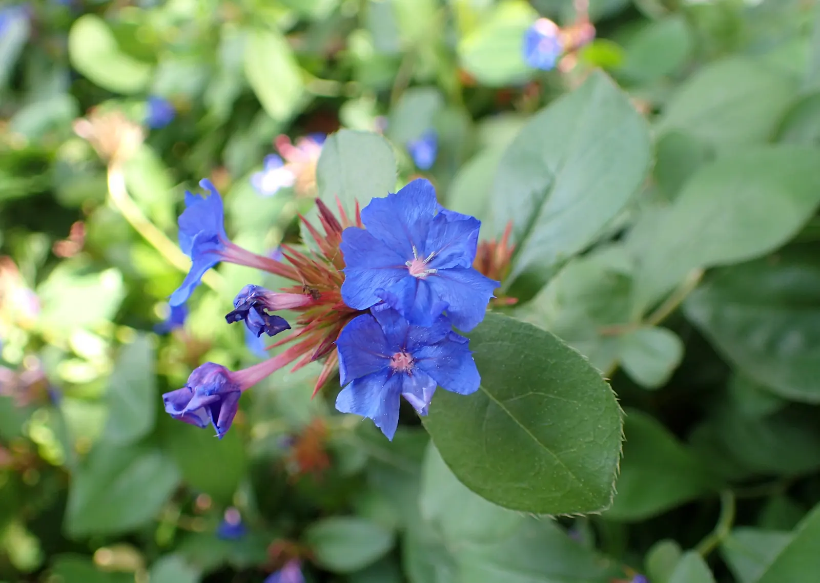 Dwarf Plumbago (Ceratostigma Plumbaginoides) — the Dwarf Plumbago can fit snugly within the front of a border or along walkways; low-growing perennial