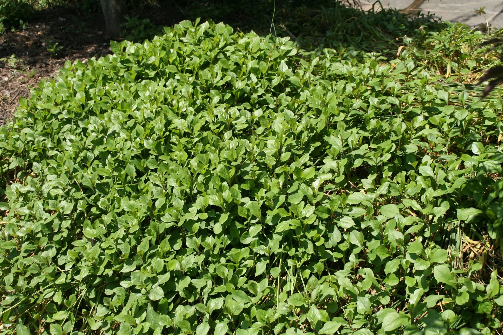 Dwarf Plumbago (Ceratostigma Plumbaginoides) — This groundcover reaches 6-12 inches in height and prefers full sun to partial shade; its spreading, image 62