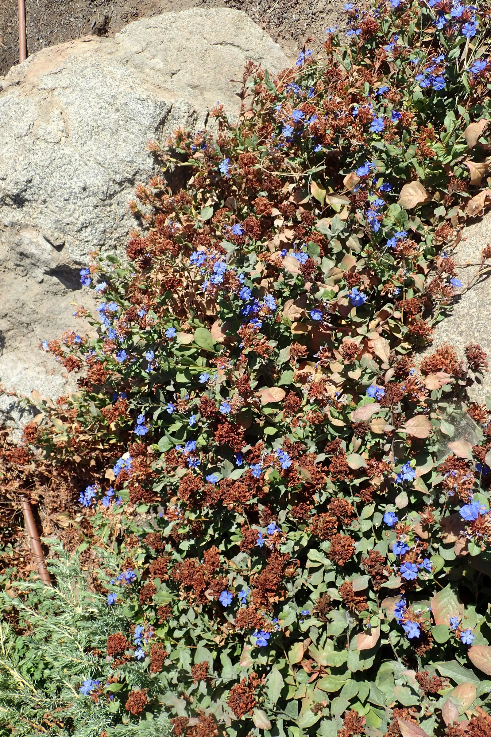 Dwarf Plumbago (Ceratostigma Plumbaginoides) — Its spreading habit is excellent for suppressing weeds; while tolerant of light foot traffic