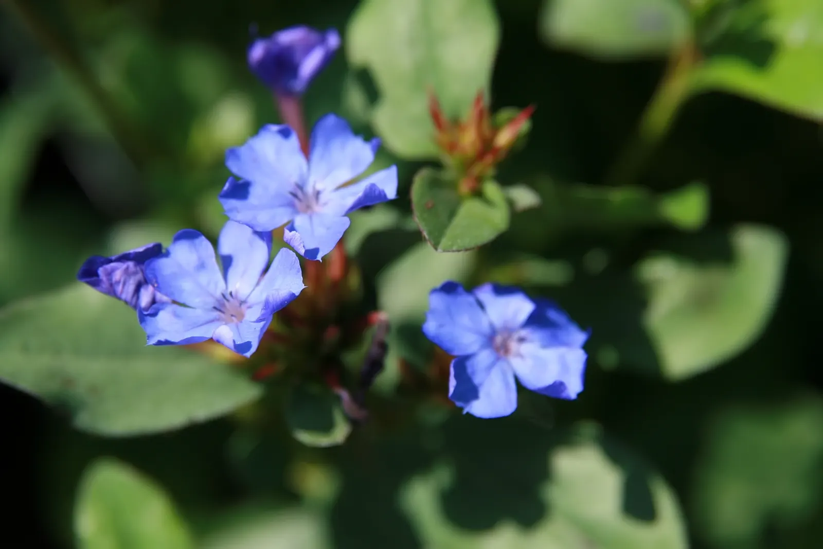 Dwarf Plumbago (Ceratostigma Plumbaginoides) — This groundcover reaches 6-12 inches in height and prefers full sun to partial shade