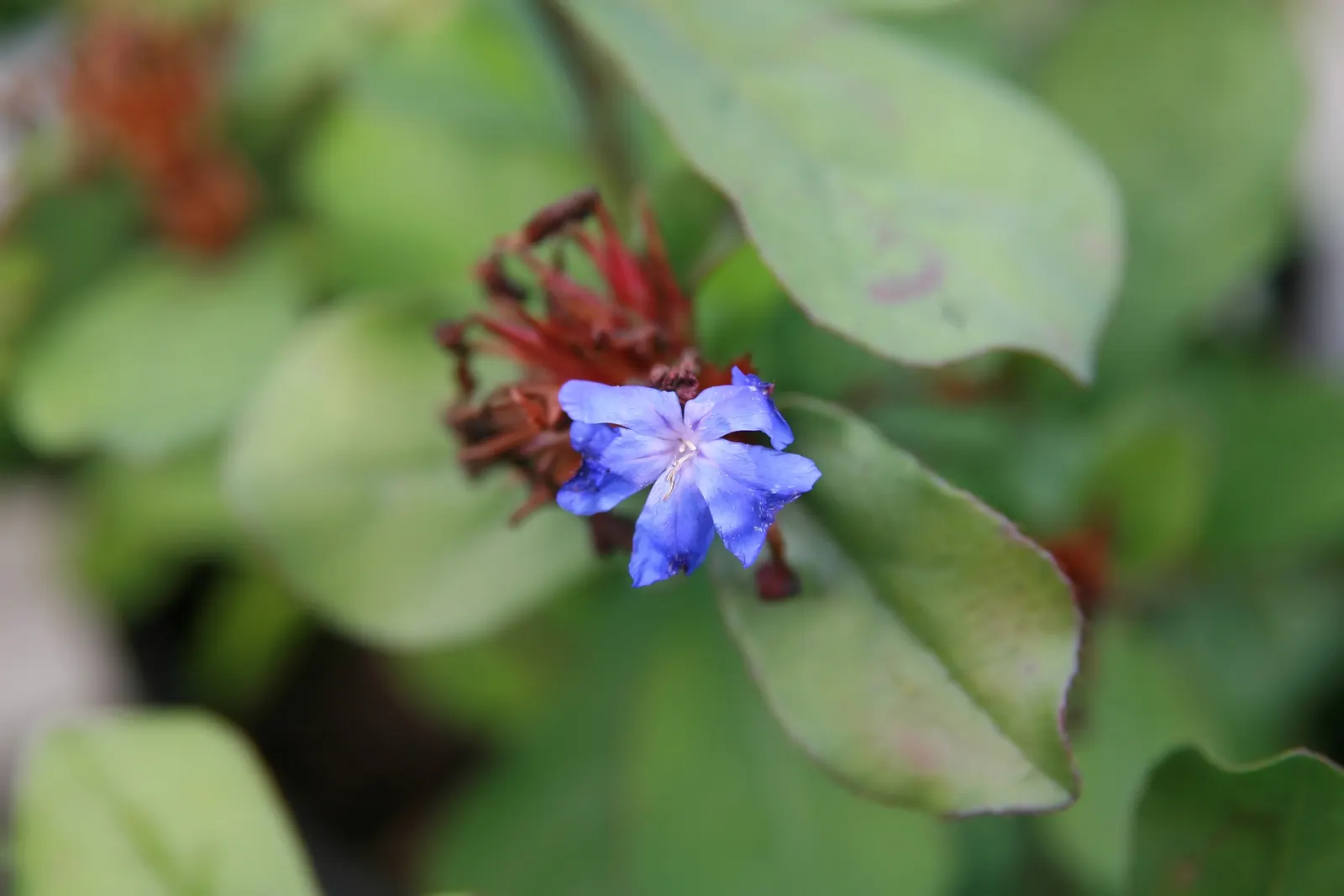 Dwarf Plumbago (Ceratostigma Plumbaginoides) — as the foliage transitions to a bronzed purple; this groundcover reaches 6-12 inches in height and, image 55