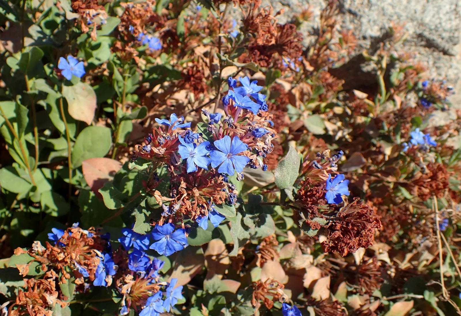 Dwarf Plumbago (Ceratostigma Plumbaginoides) — ground cover / perennial with blue blooms; the Dwarf Plumbago can fit snugly within the front of a border or