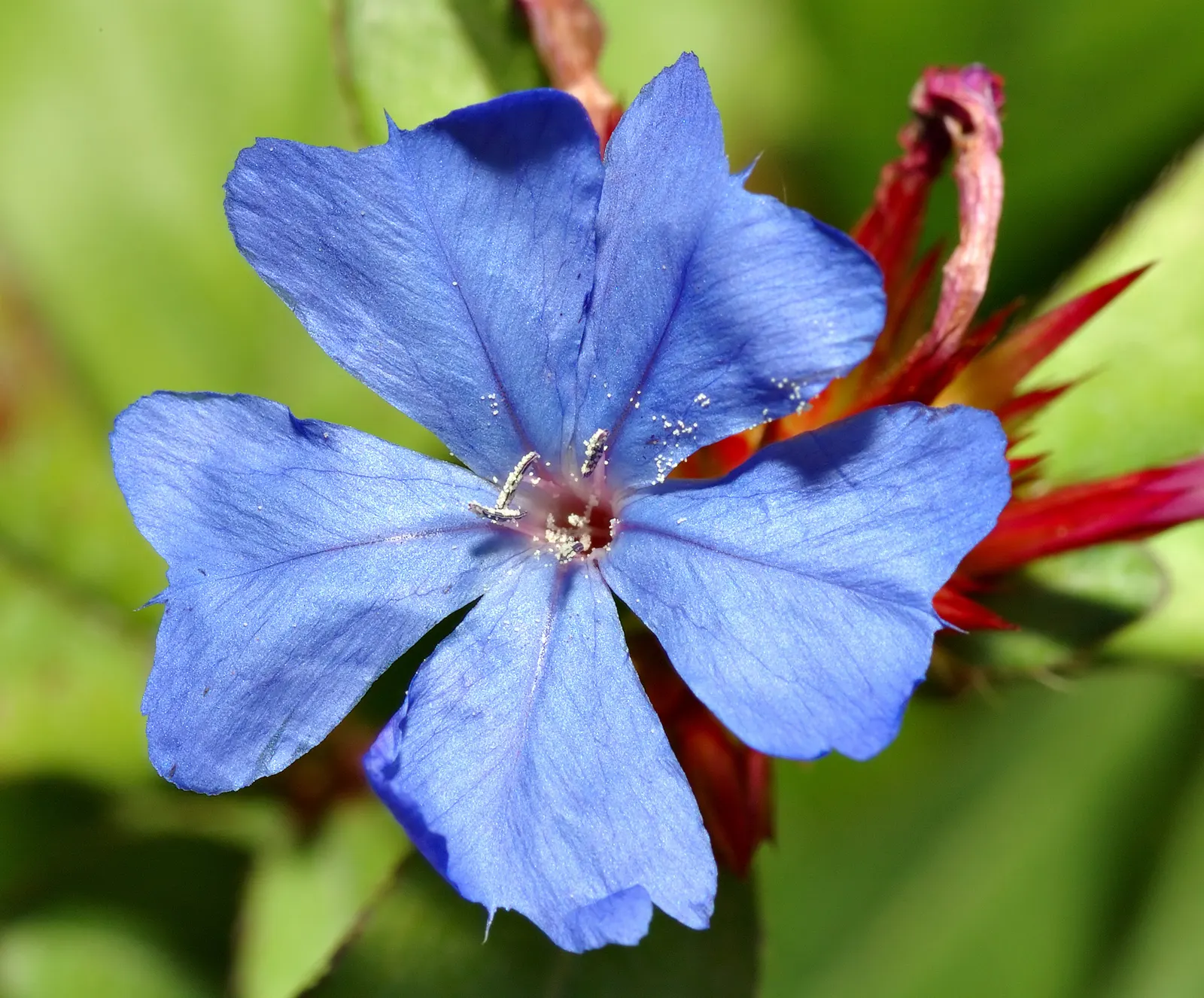 Dwarf Plumbago (Ceratostigma Plumbaginoides) — blue flowers in the garden; plant 12-18 inches apart in well-draining soil for a lush carpet