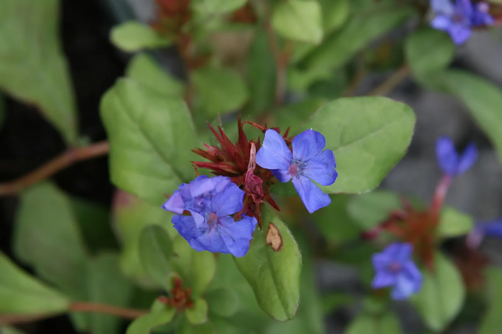Dwarf Plumbago (Ceratostigma Plumbaginoides) — it‚Äôs ideal for borders or rock gardens