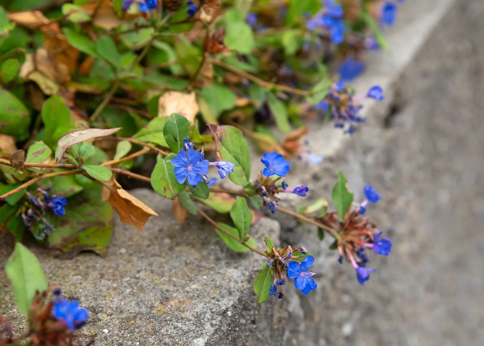 Dwarf Plumbago (Ceratostigma Plumbaginoides) — This groundcover reaches 6-12 inches in height and prefers full sun to partial shade; its spreading habit is