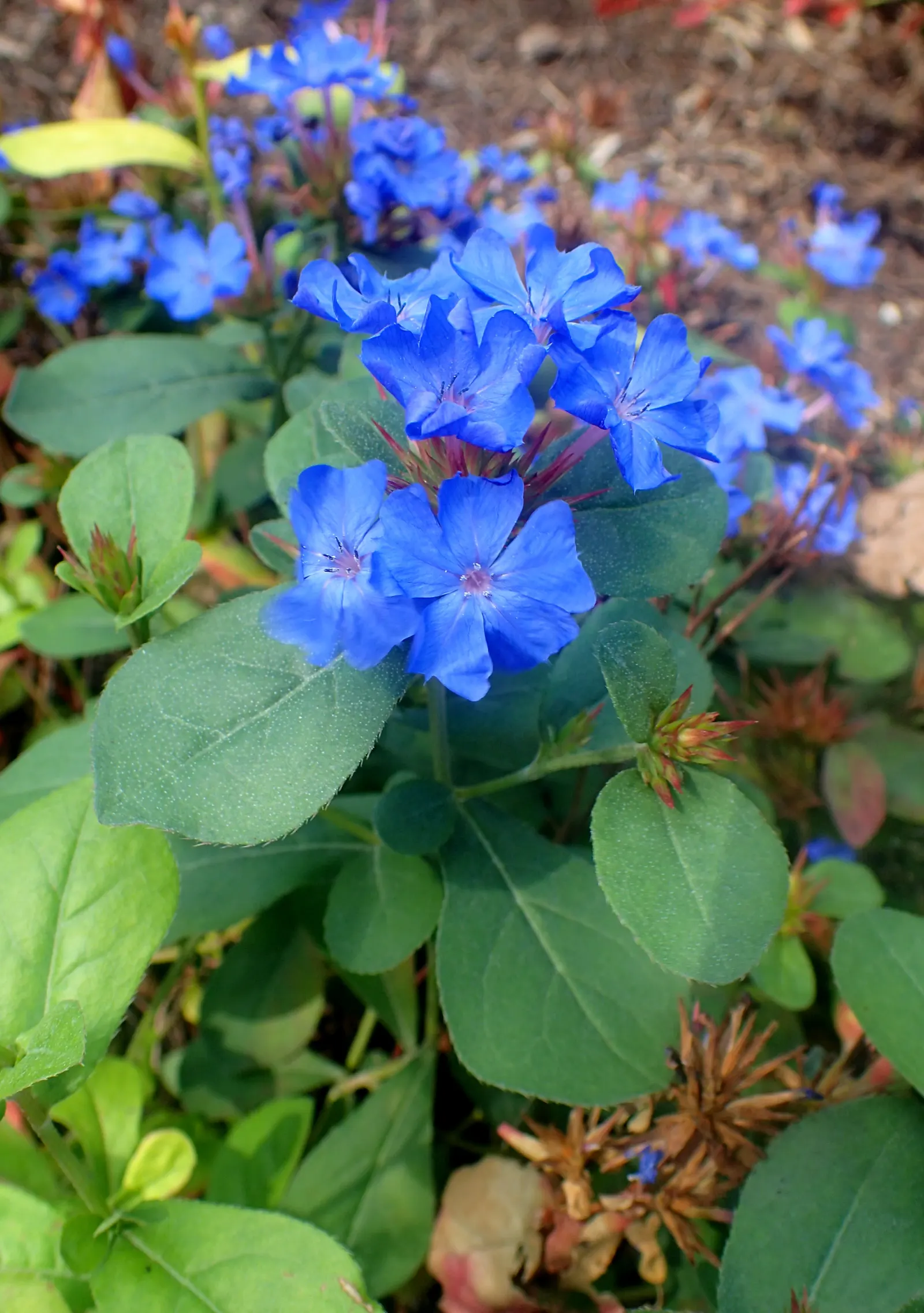 Dwarf Plumbago (Ceratostigma Plumbaginoides) — It requires well-drained soil but is notably drought-tolerant once established; deep blue flowers which are in