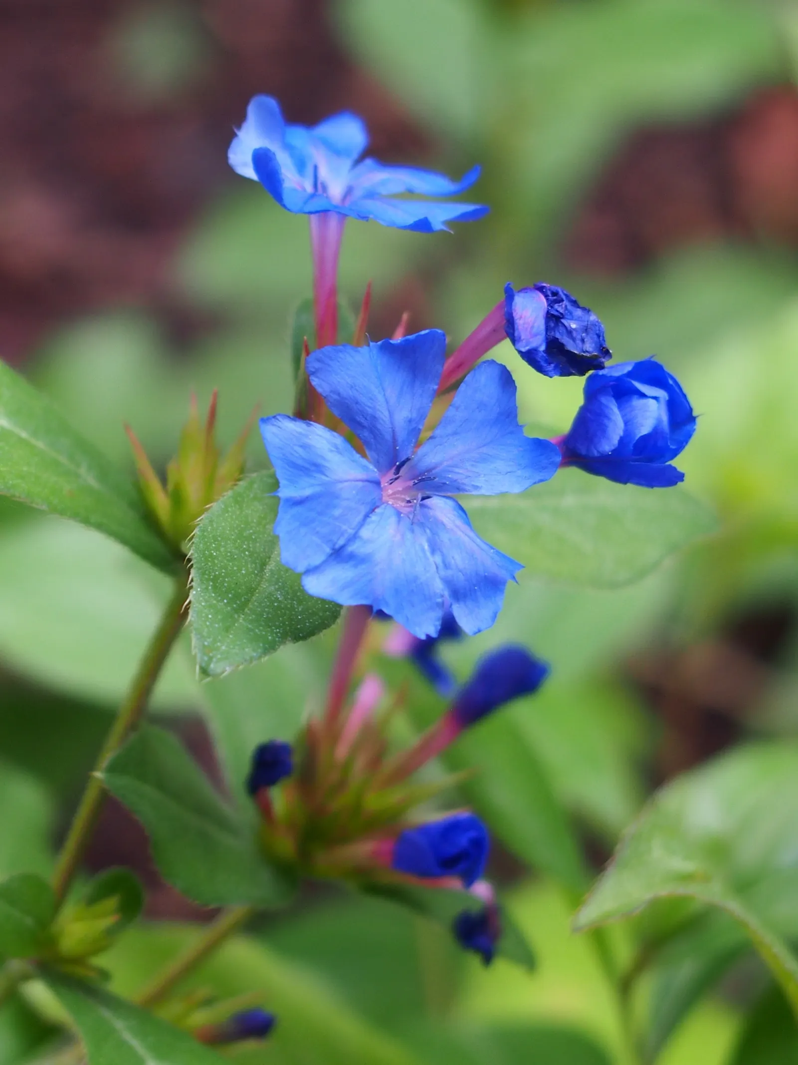 Dwarf Plumbago (Ceratostigma Plumbaginoides) — showcasing vibrant blue flowers and rich green foliage that transitions to a striking bronze-red in, image 21
