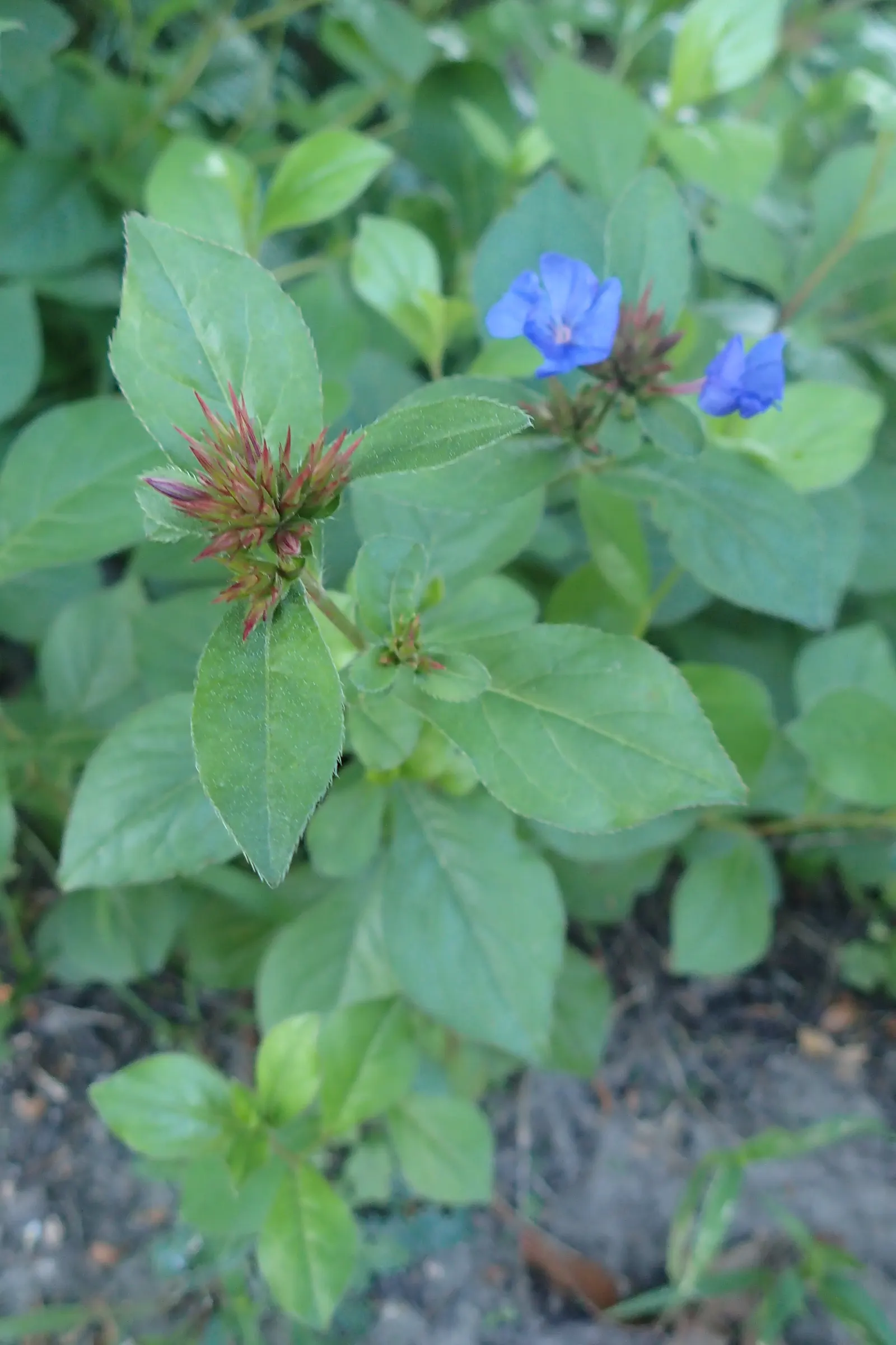 Dwarf Plumbago (Ceratostigma Plumbaginoides) — ground cover / perennial for full or half; the Dwarf Plumbago is also relatively low maintenance