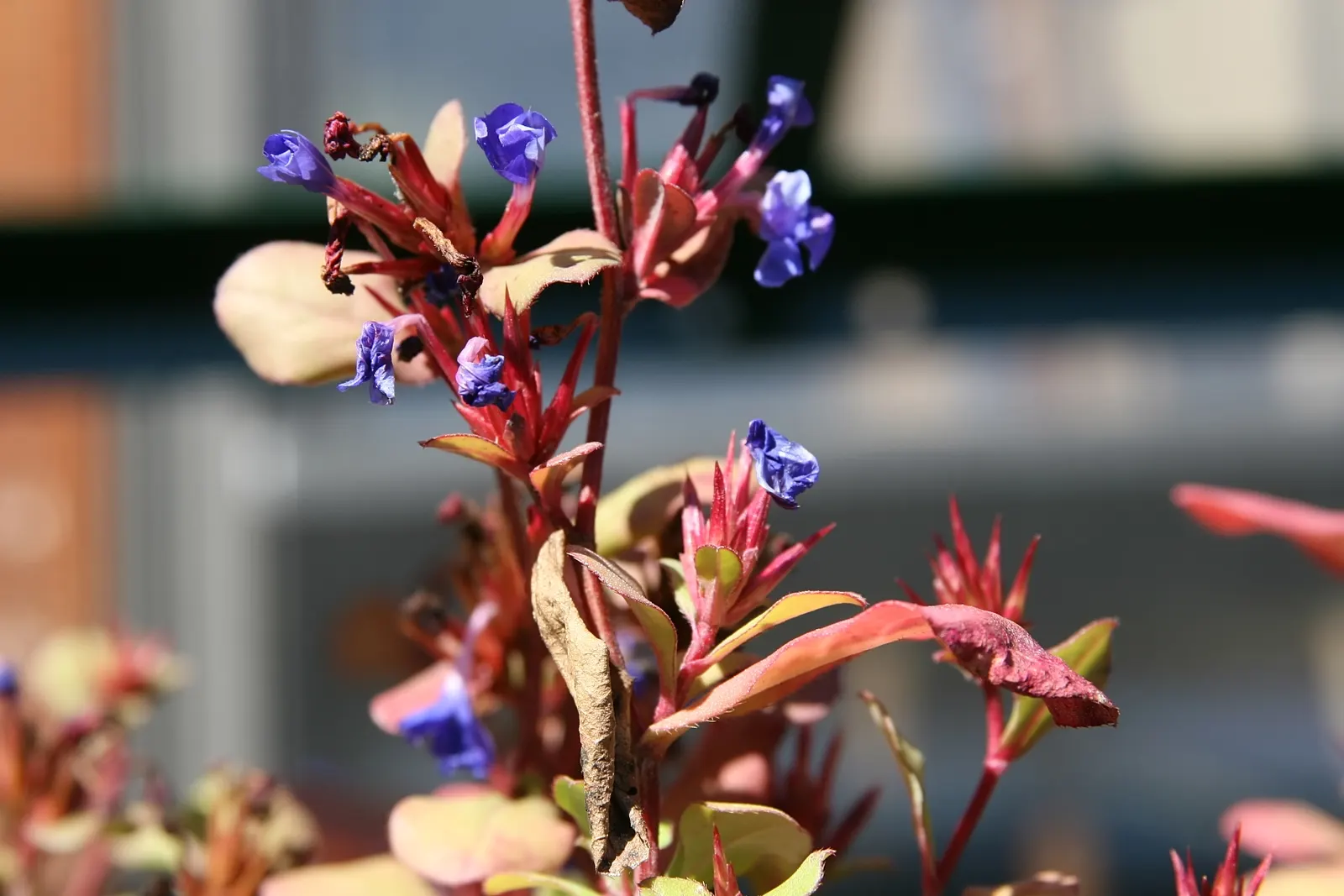 Dwarf Plumbago (Ceratostigma Plumbaginoides) — Drought-tolerant post-establishment; it‚Äôs ideal for borders or rock gardens, image 44