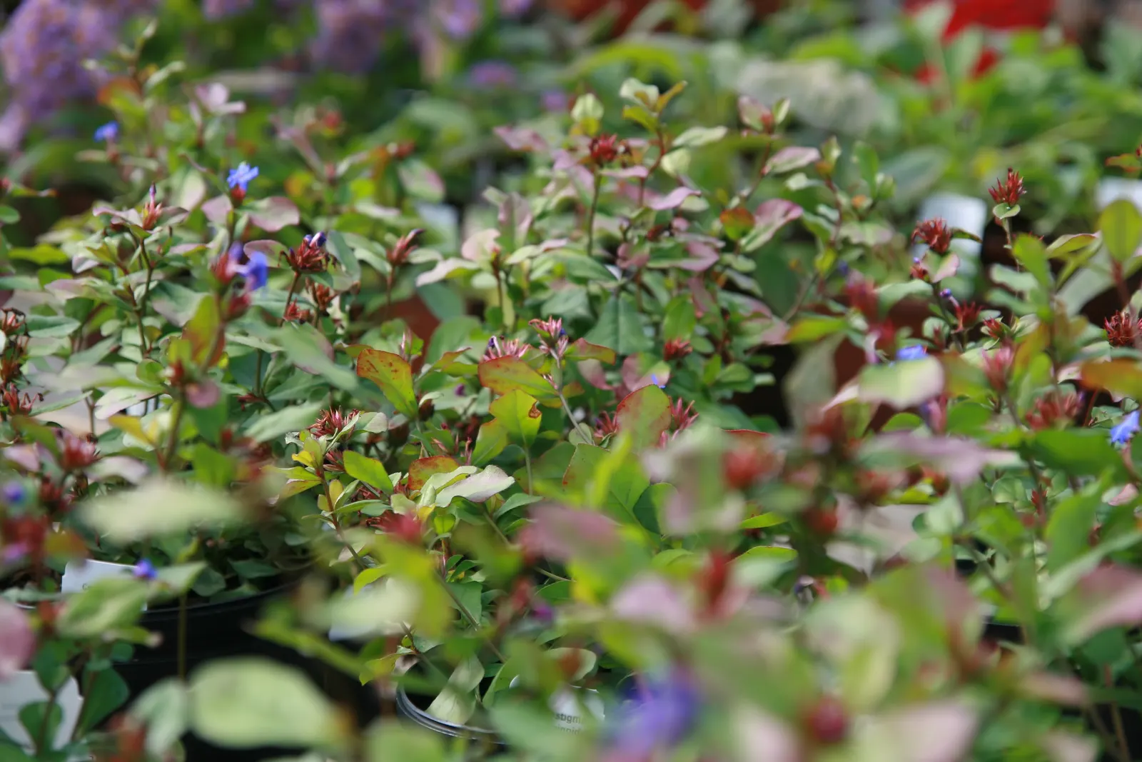 Dwarf Plumbago (Ceratostigma Plumbaginoides) — The Dwarf Plumbago is also relatively low maintenance; providing a splash of color even in the, image 57