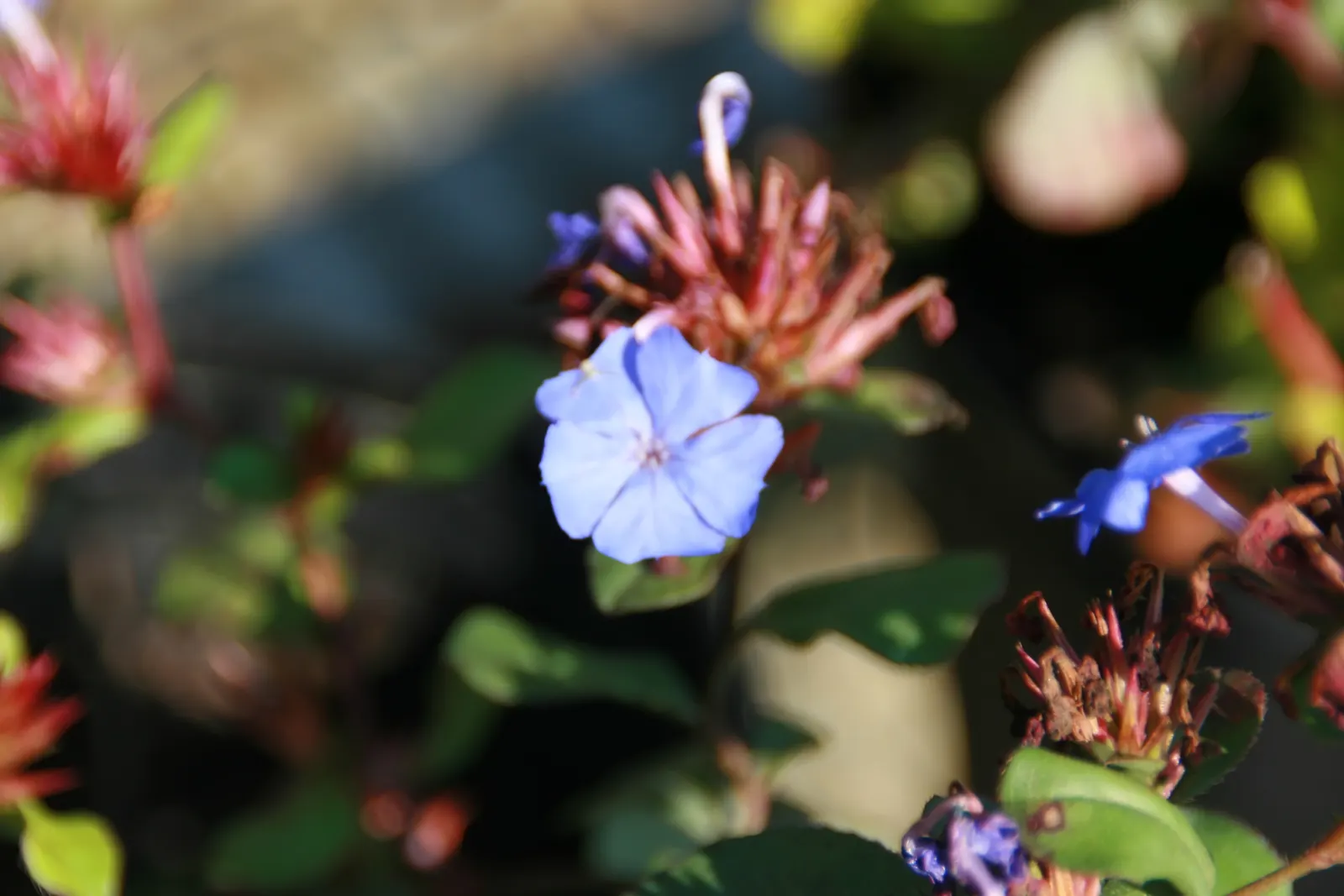 Dwarf Plumbago (Ceratostigma Plumbaginoides) — Drought-tolerant post-establishment