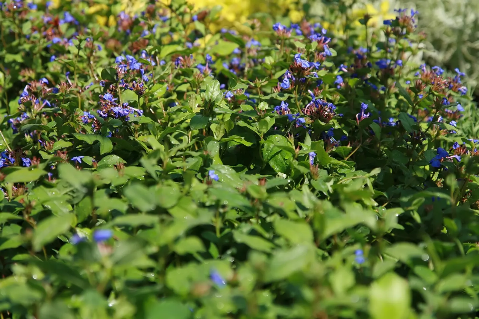 Dwarf Plumbago (Ceratostigma Plumbaginoides) — preferring full sun to partial shade conditions; showcasing vibrant blue flowers and rich green, image 52