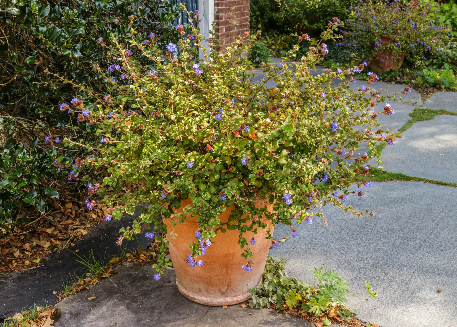 Dwarf Plumbago (Ceratostigma Plumbaginoides) — ground cover / perennial with blue blooms