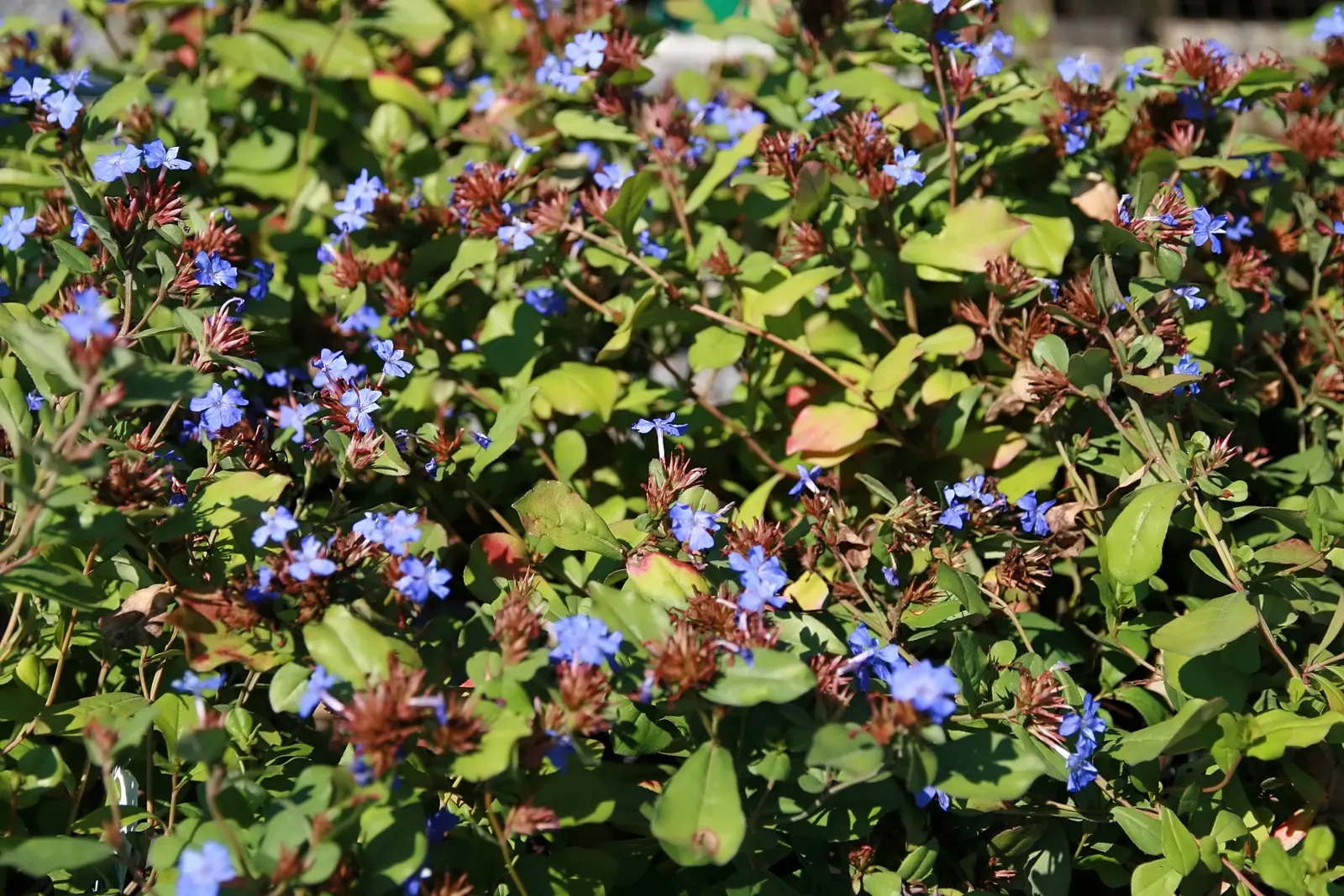 Dwarf Plumbago (Ceratostigma Plumbaginoides) — providing a splash of color even in the colder months; each individual bloom spans approximately 0.8, image 56