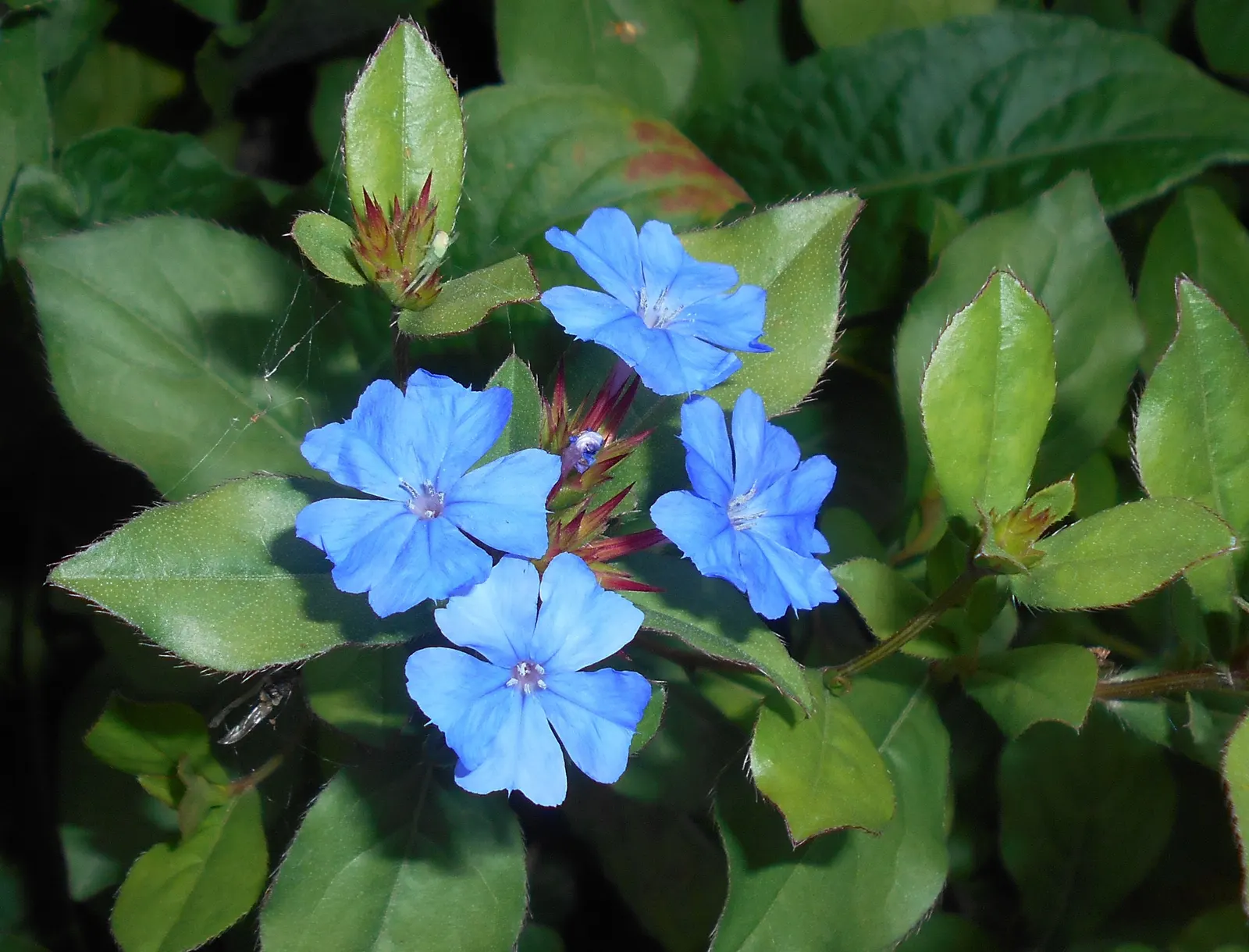 Dwarf Plumbago (Ceratostigma Plumbaginoides) — as the foliage transitions to a bronzed purple; this groundcover reaches 6-12 inches in height and, image 75