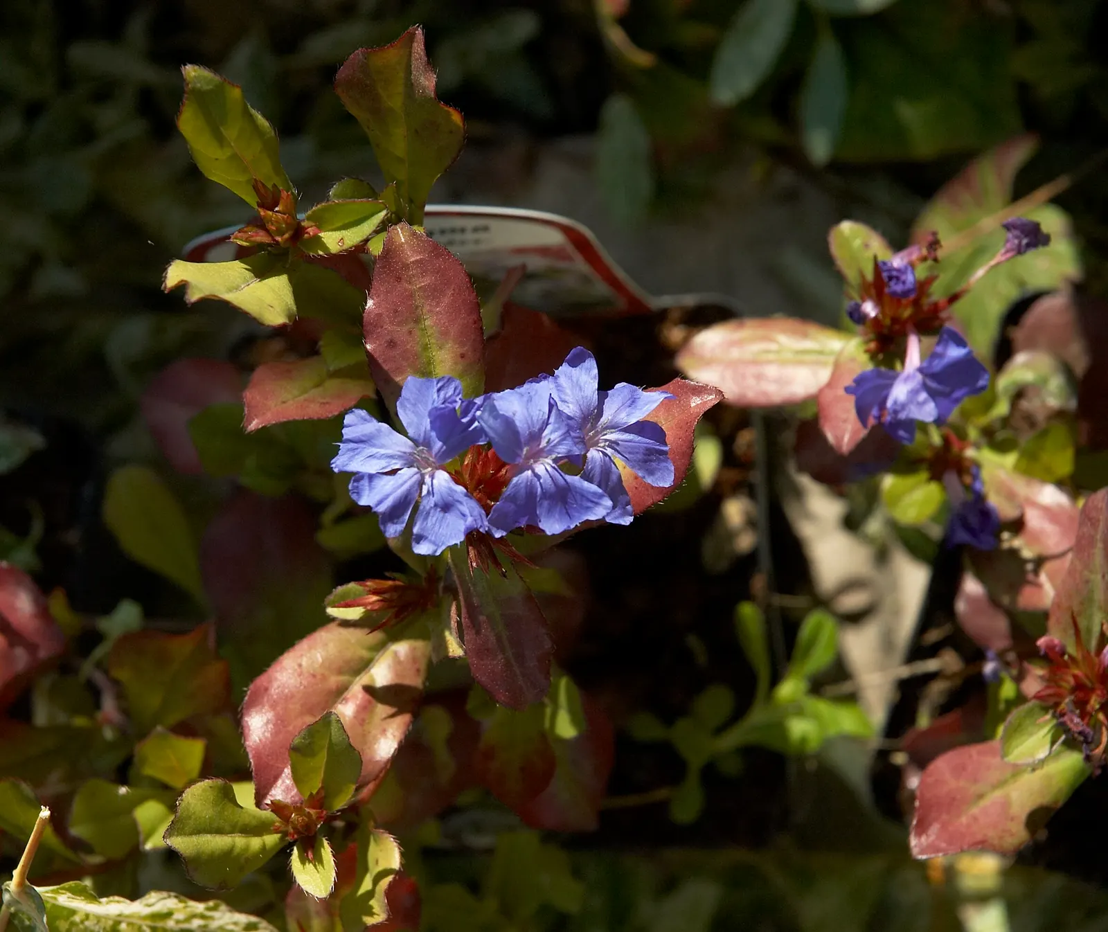 Dwarf Plumbago (Ceratostigma Plumbaginoides) — While tolerant of light foot traffic; as the foliage transitions to a bronzed purple, image 74