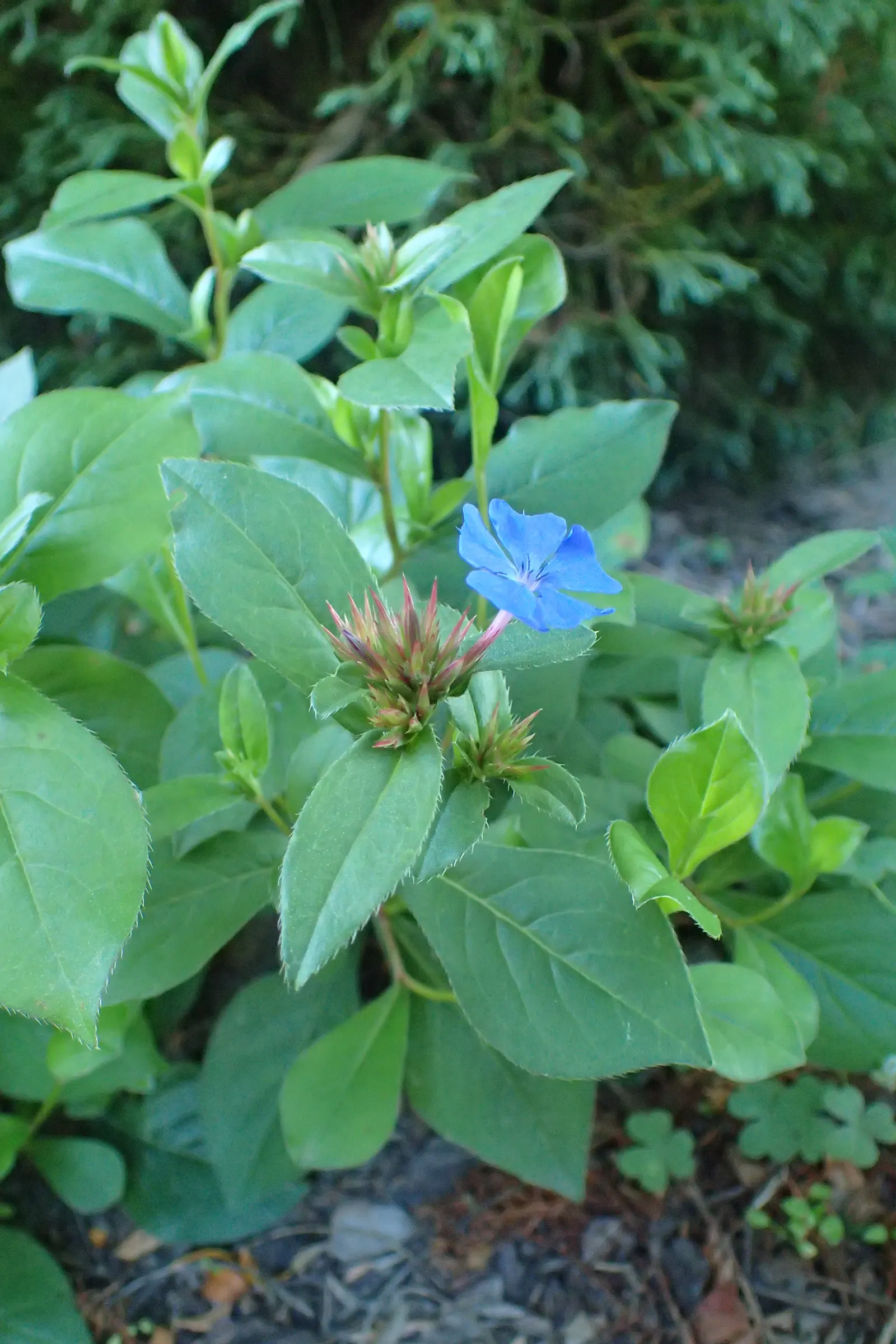 Dwarf Plumbago (Ceratostigma Plumbaginoides) — Each individual bloom spans approximately 0.8 to 1 inch across; ground cover / perennial for full or half