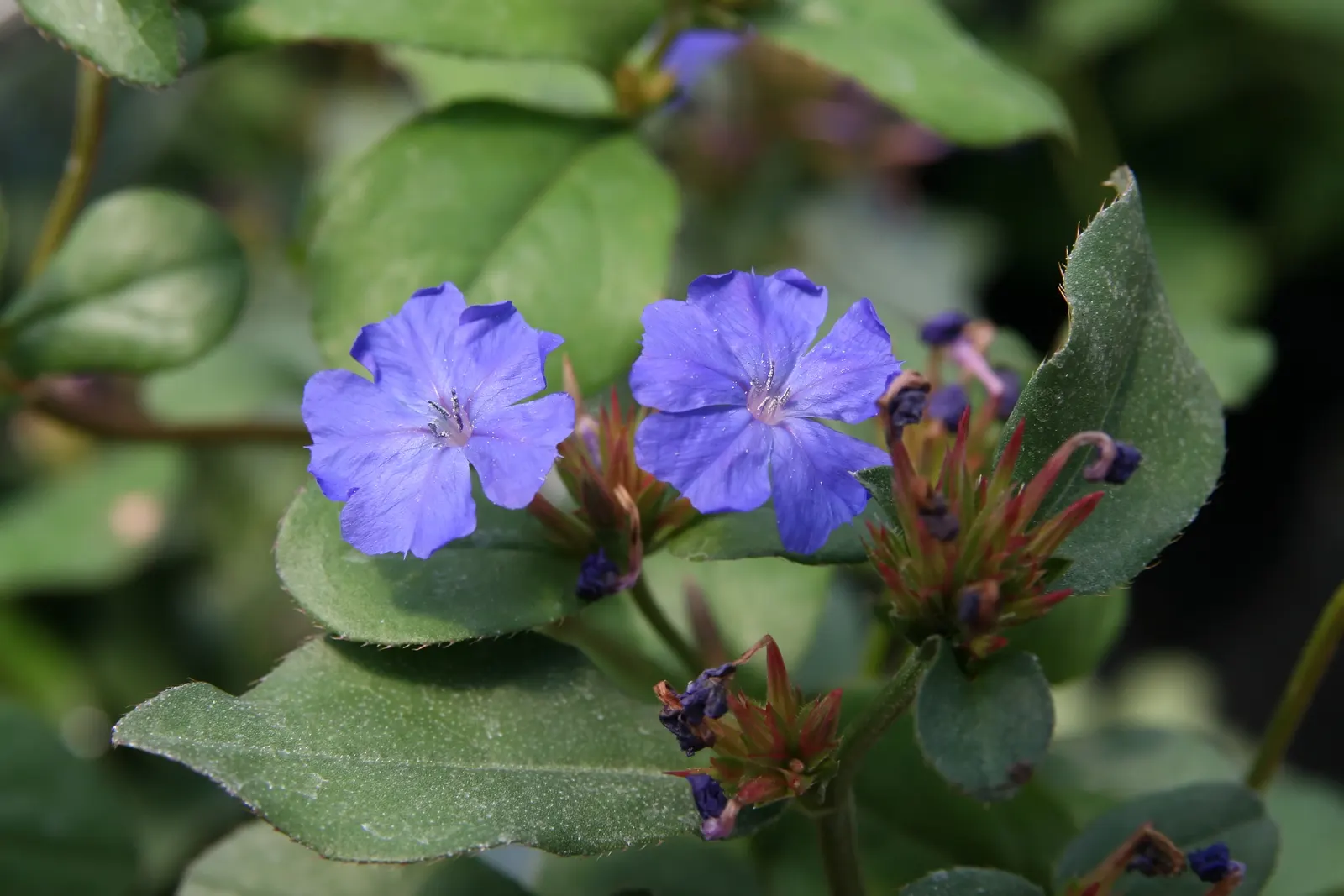 Dwarf Plumbago (Ceratostigma Plumbaginoides) — it‚Äôs ideal for borders or rock gardens; preferring full sun to partial shade conditions, image 45