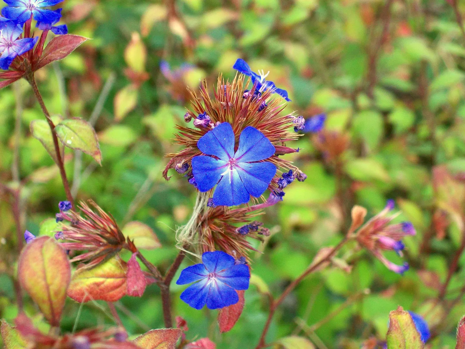 Dwarf Plumbago (Ceratostigma Plumbaginoides) — ground cover / perennial with blue blooms; the Dwarf Plumbago can fit snugly within the front of a, image 59