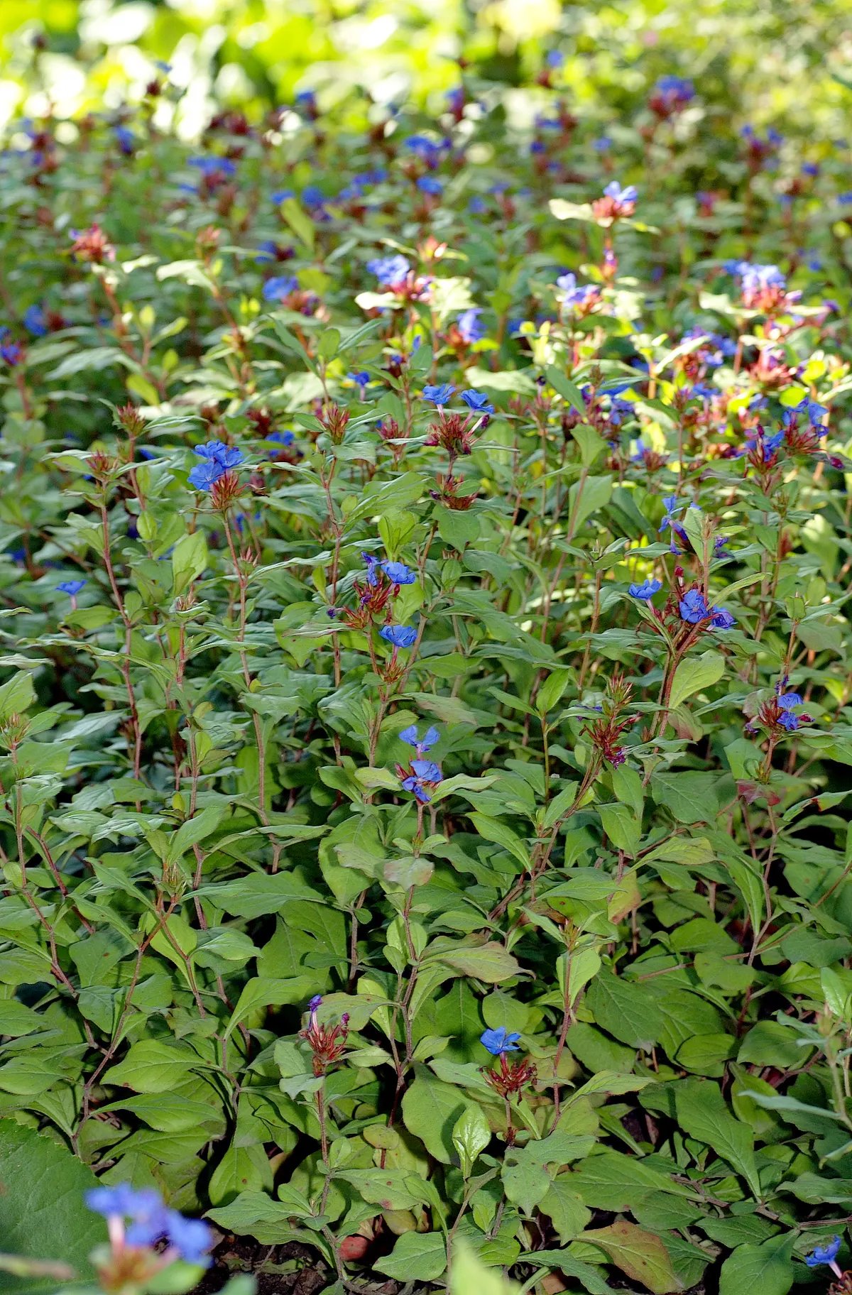 Dwarf Plumbago (Ceratostigma Plumbaginoides) — Drought-tolerant post-establishment; it‚Äôs ideal for borders or rock gardens