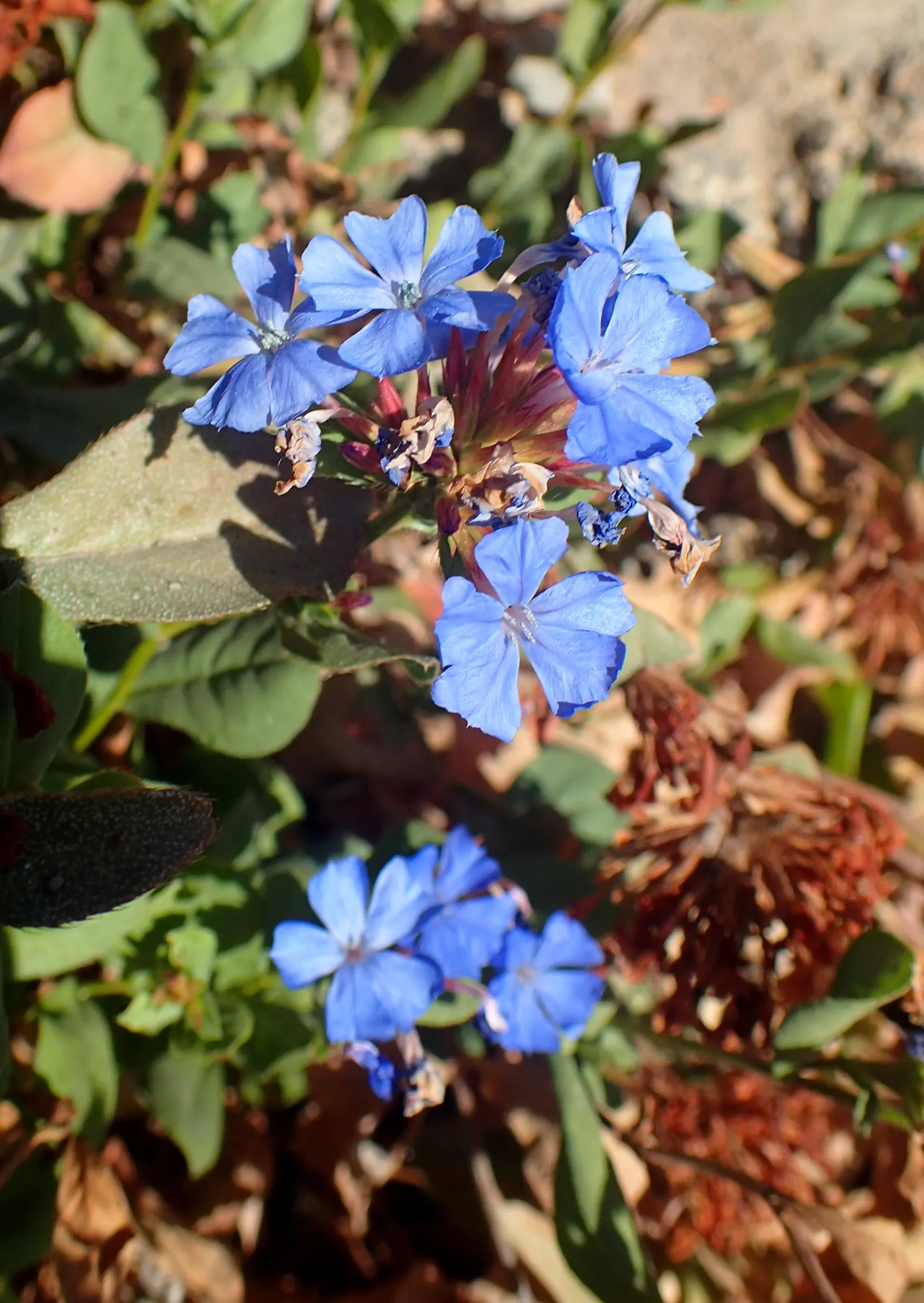 Dwarf Plumbago (Ceratostigma Plumbaginoides) — The Dwarf Plumbago is also relatively low maintenance; providing a splash of color even in the colder months