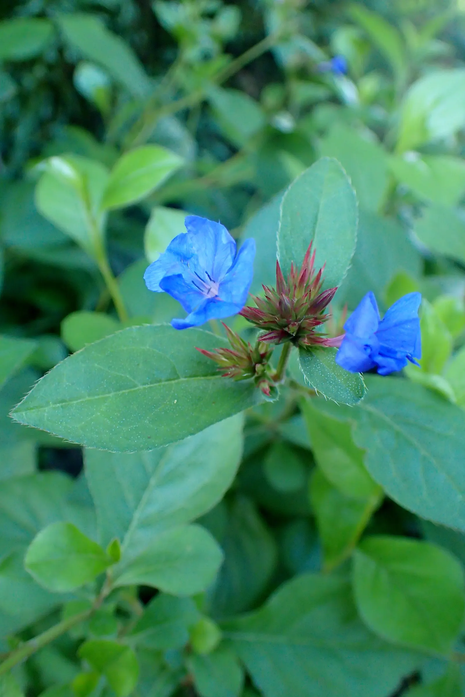 Dwarf Plumbago (Ceratostigma Plumbaginoides) — showcasing vibrant blue flowers and rich green foliage that transitions to a striking bronze-red in, image 41